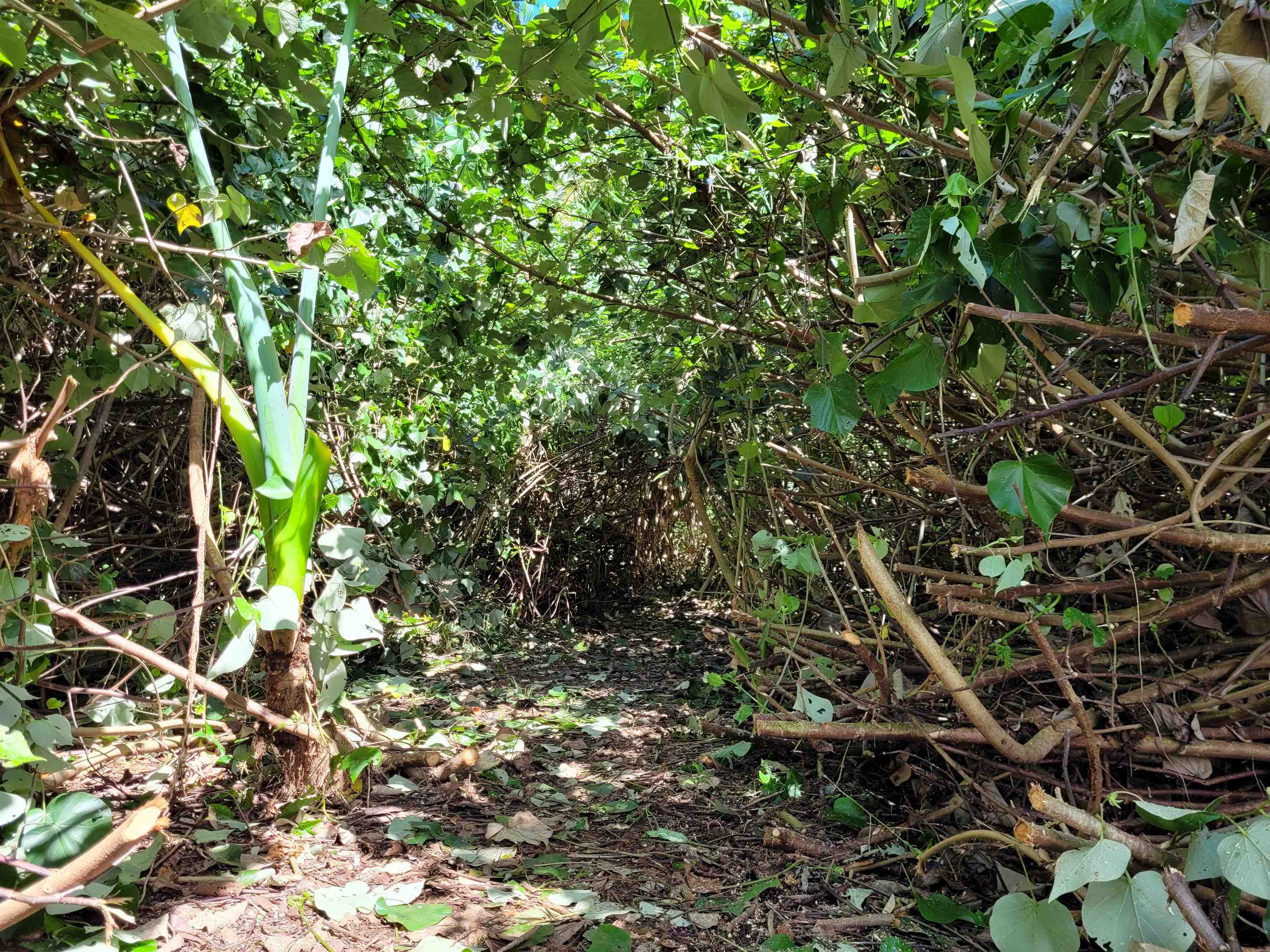 Keanae Road, Unit 12 Hana, HI 96713 - Photo 34 of 50