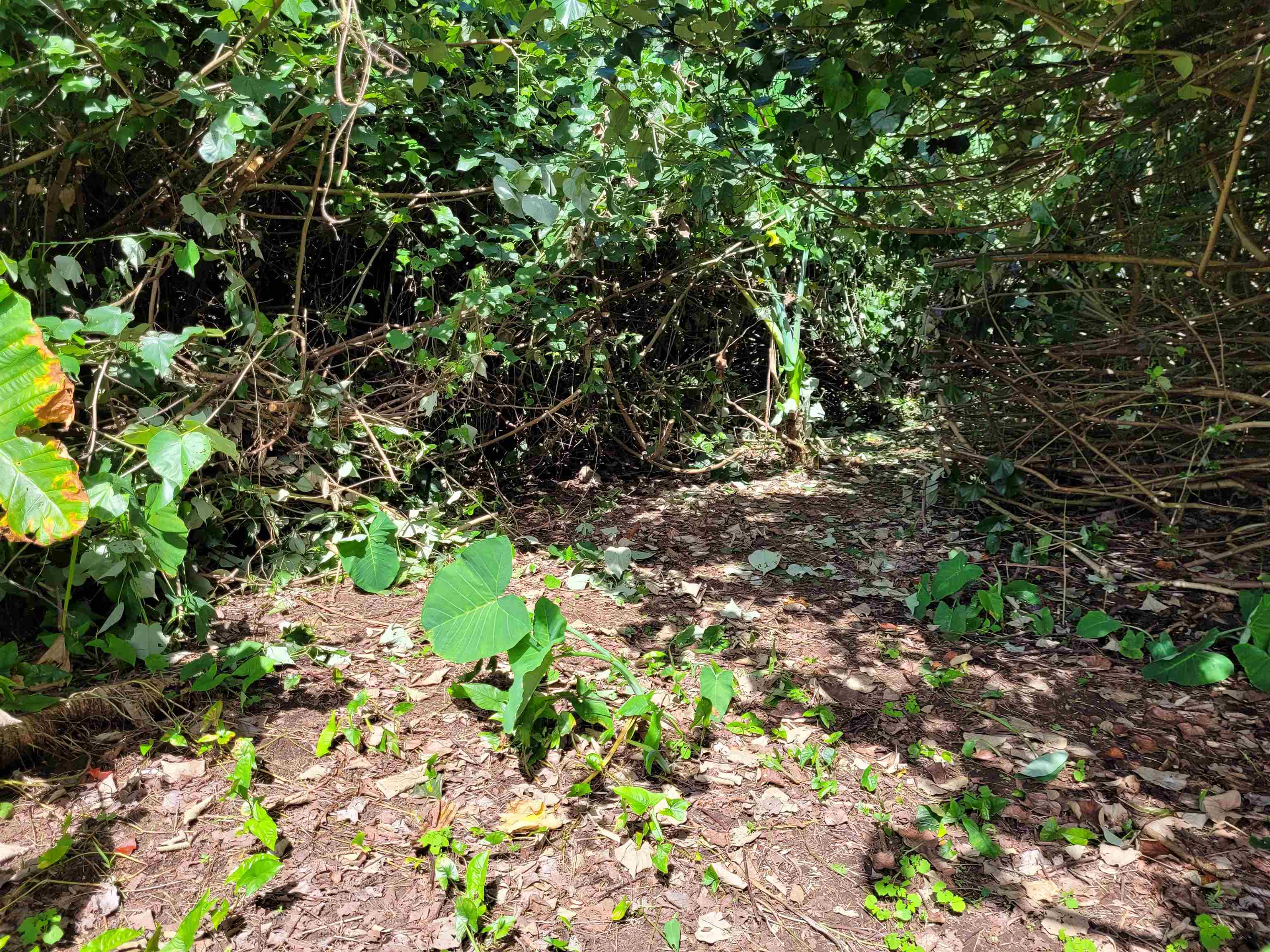 Keanae Road, Unit 12 Hana, HI 96713 - Photo 35 of 50