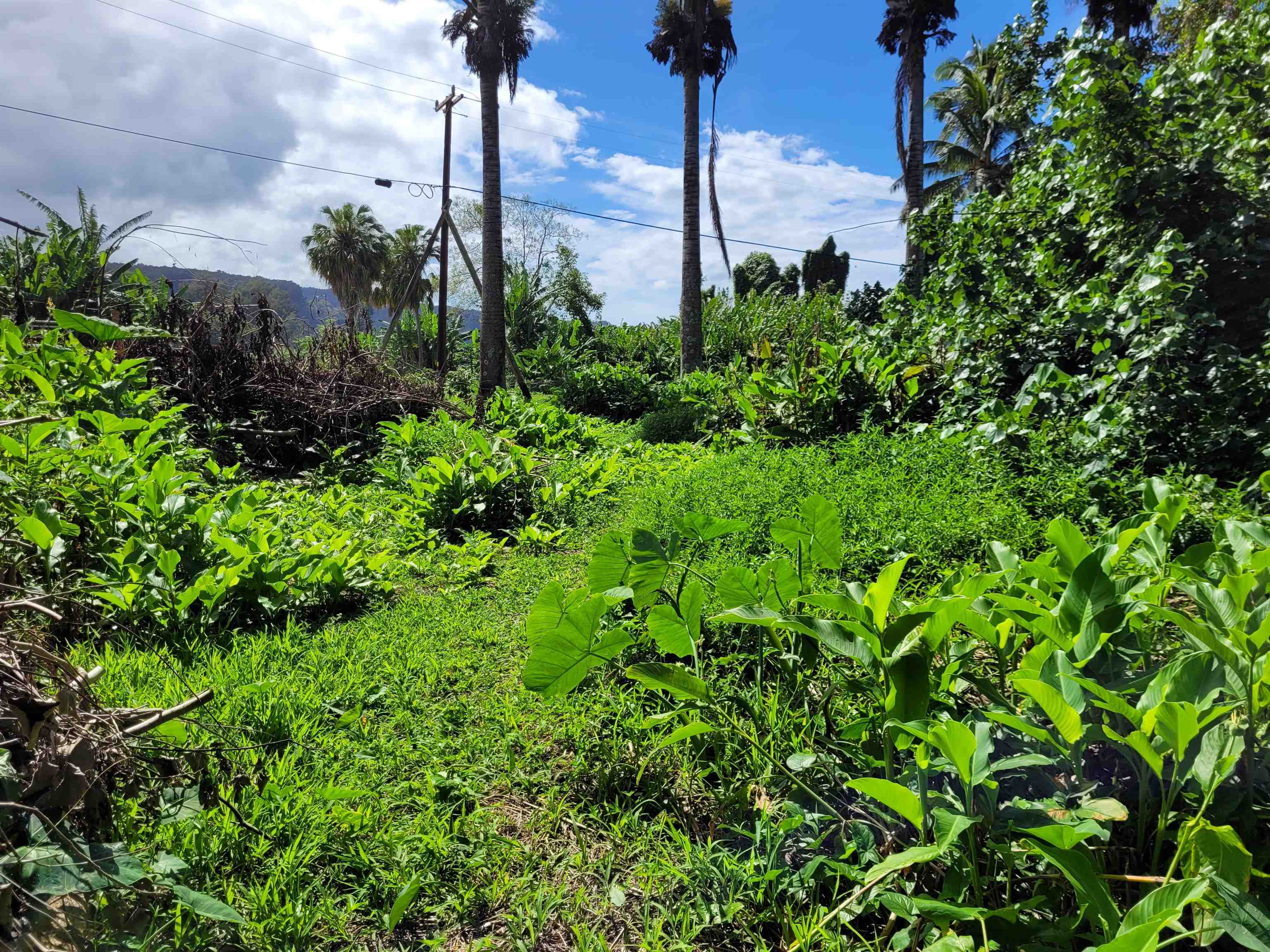 Keanae Road, Unit 12 Hana, HI 96713 - Photo 5 of 50