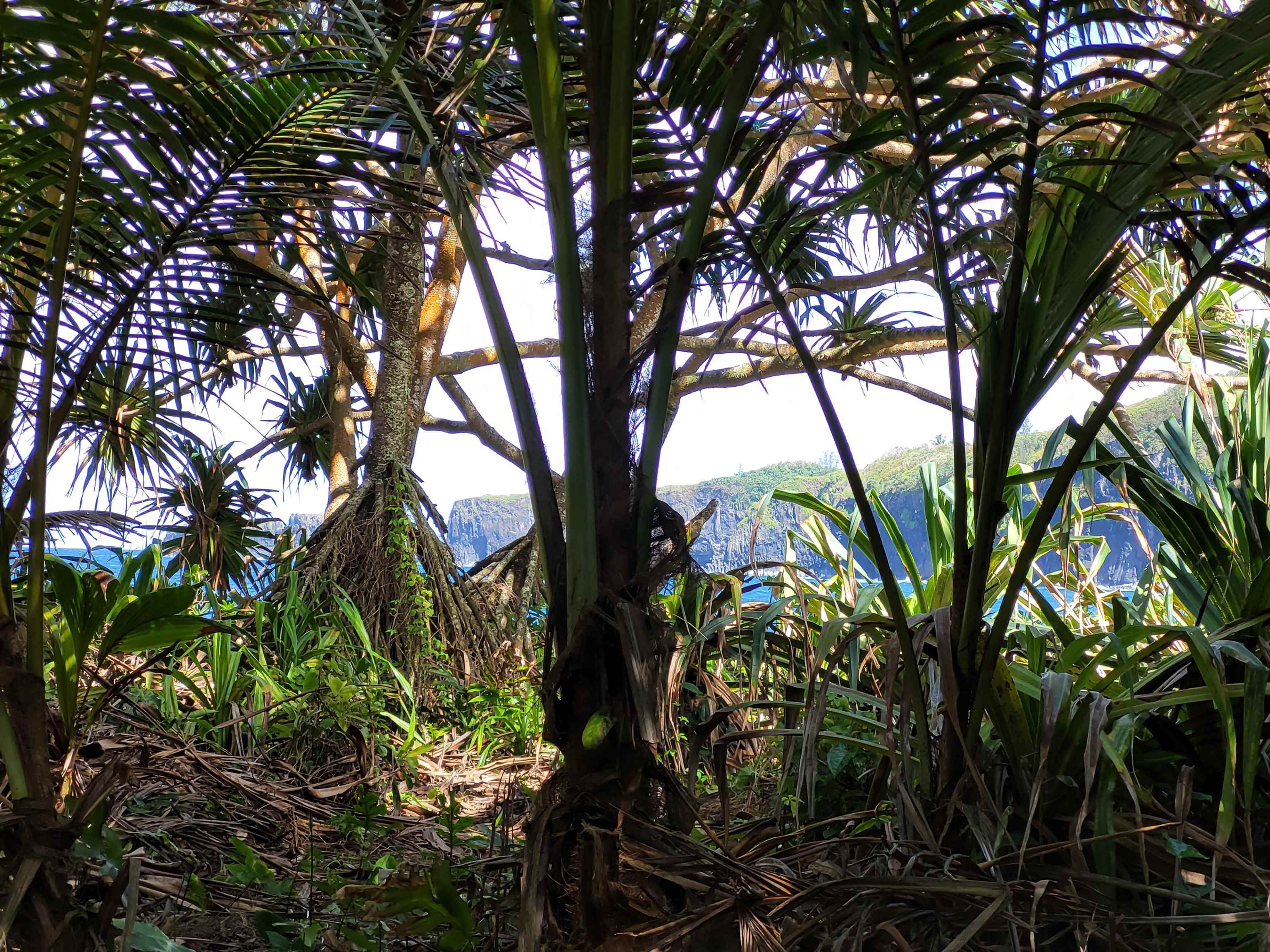 Keanae Road, Unit 12 Hana, HI 96713 - Photo 8 of 50