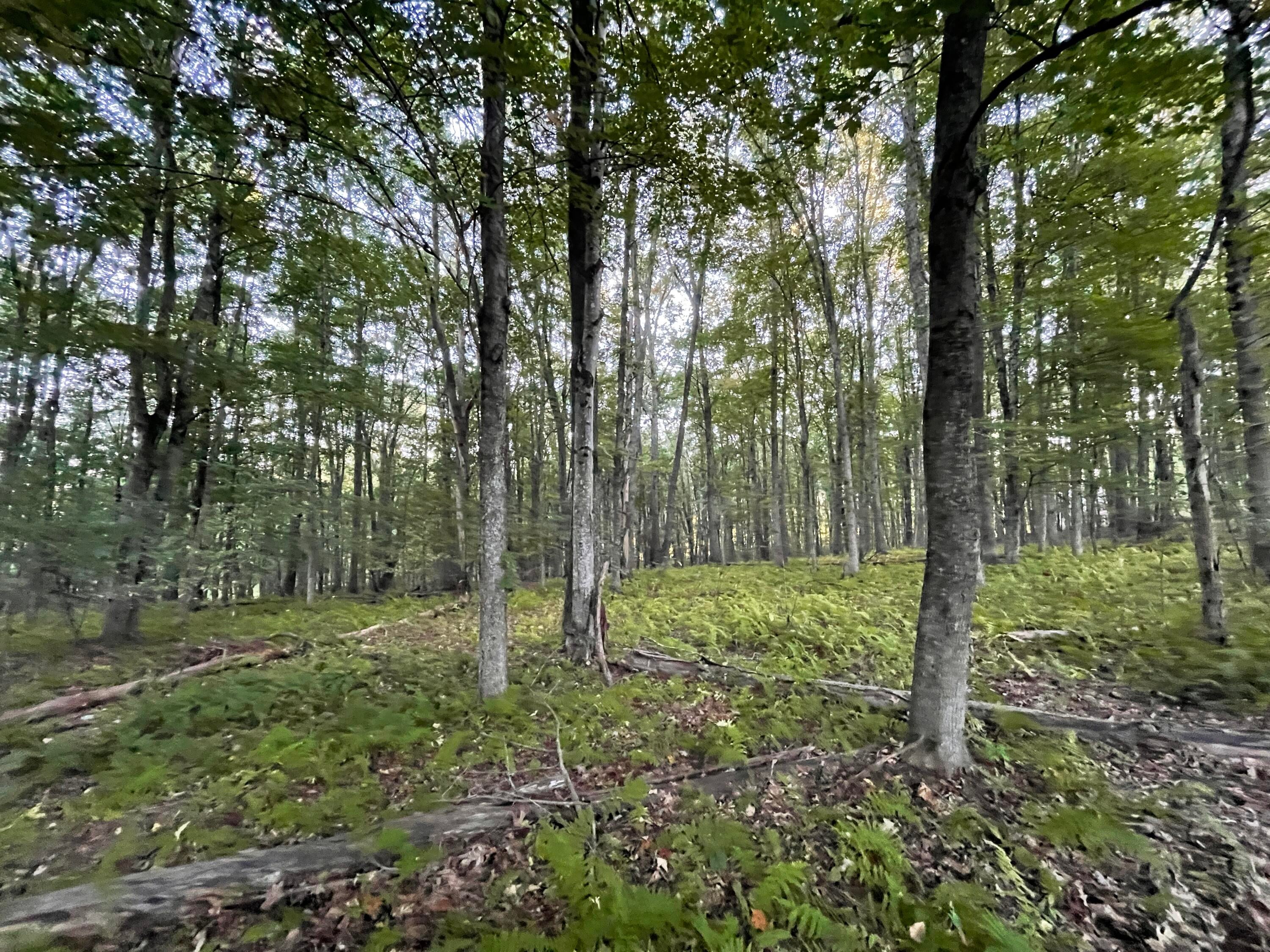 Hickory Ridge Maxwelton, WV 24957 - Photo 6 of 13 Gallery Image 6
