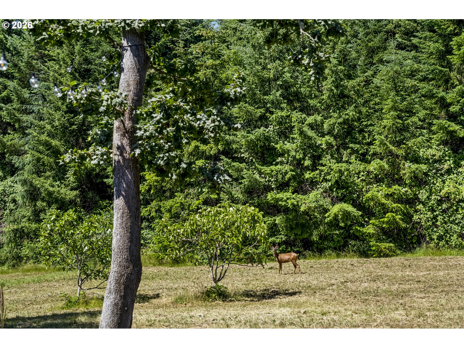 17340 Northeast Woodland Loop Road Yamhill, OR 97148 - Photo 45 of 46