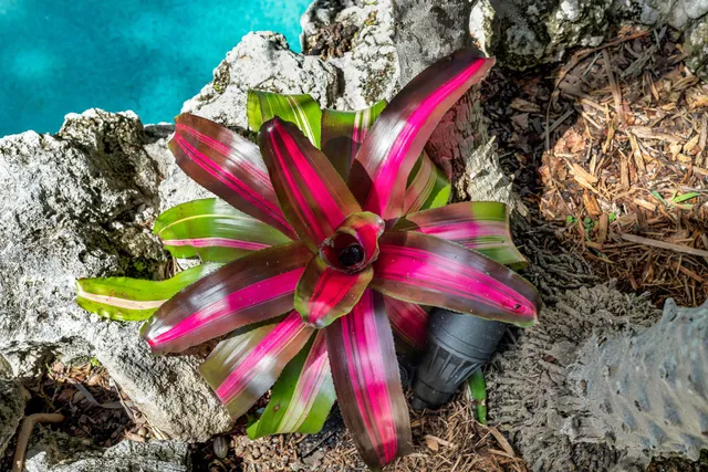 $2,895,000 | 3615 Eagle Avenue, Key West, FL 33040