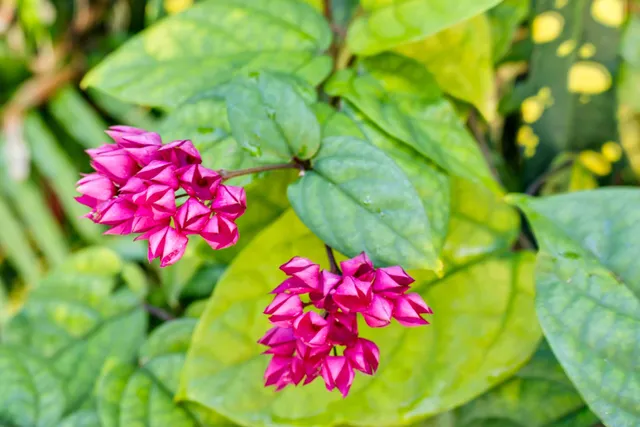 $2,895,000 | 3615 Eagle Avenue, Key West, FL 33040