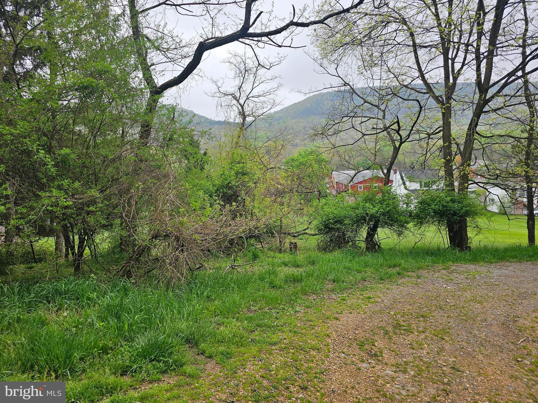 a view of a yard with plants and large trees