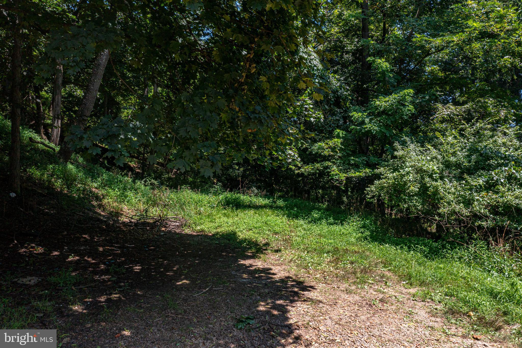 Atlantic Avenue Cumberland, MD 21502 - Photo 4 of 7 a close up of a tree in a garden