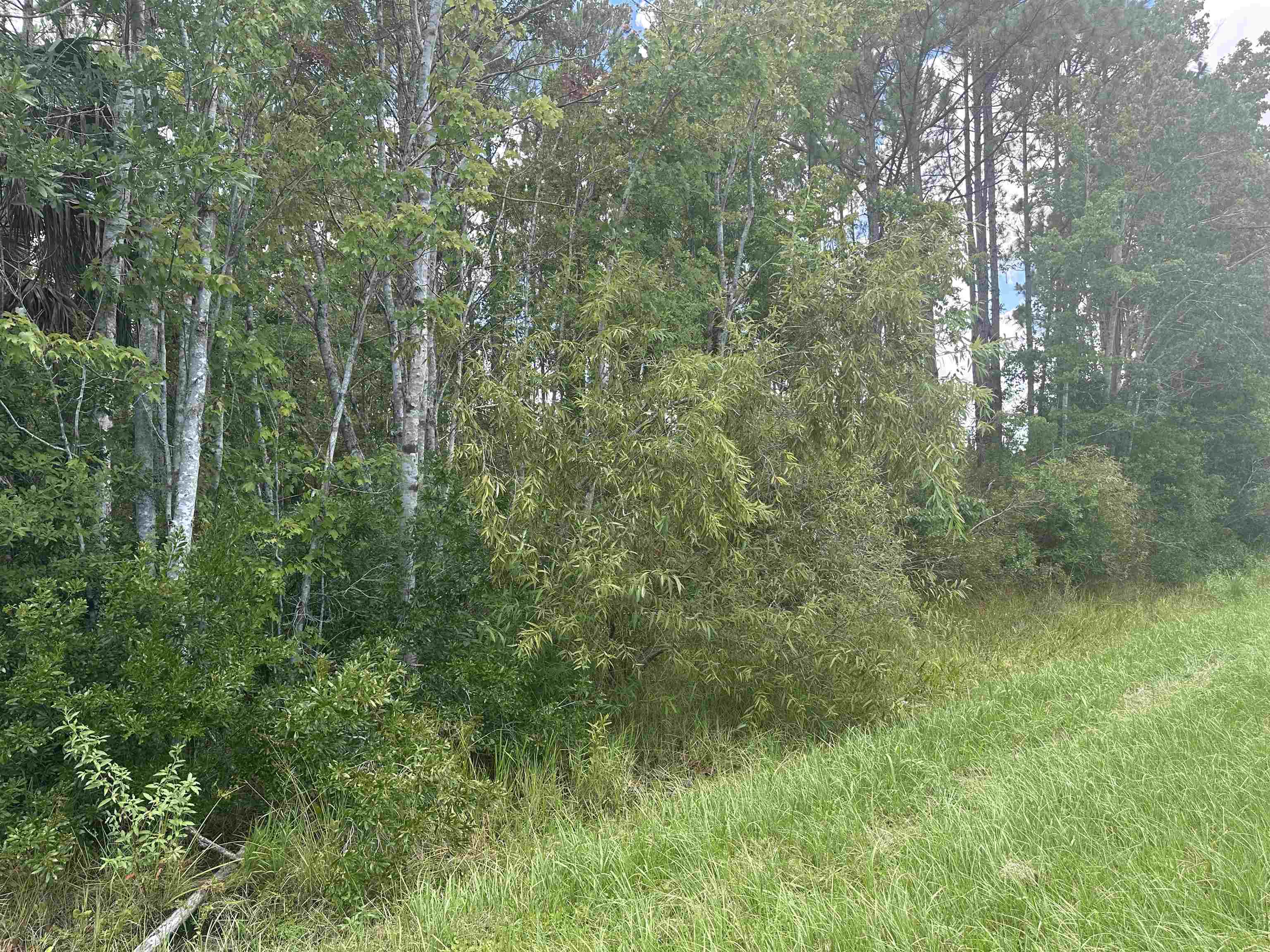 7537 Highway 1 St. Augustine, FL 32086 - Photo 7 of 14 a view of a forest with trees in the background