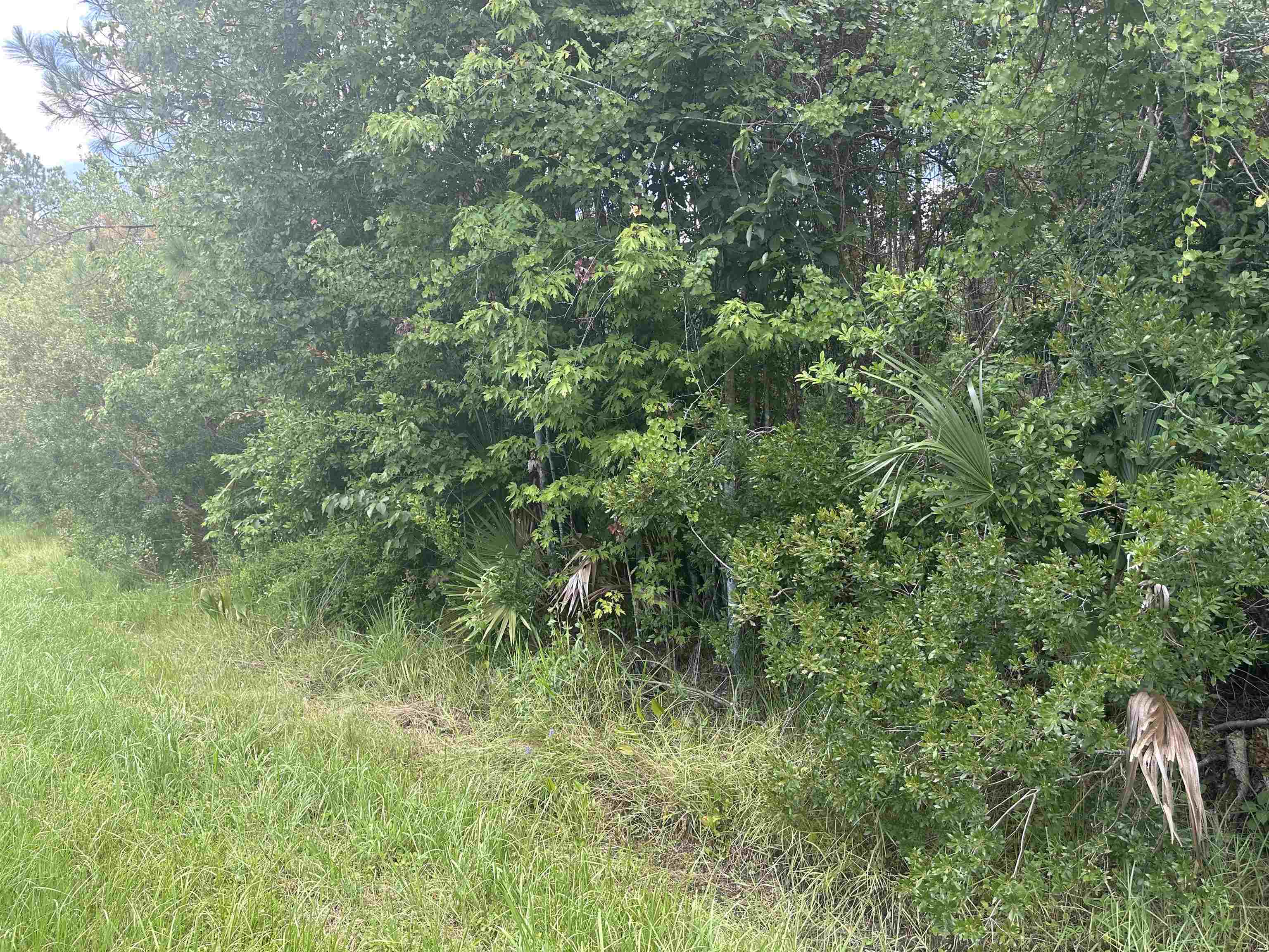 7537 Highway 1 St. Augustine, FL 32086 - Photo 8 of 14 a view of a lush green forest