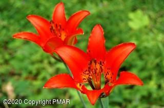 416 Turkey Hill Road Stroudsburg, PA 18360 - Photo 1 of 1 Wood Lily-2