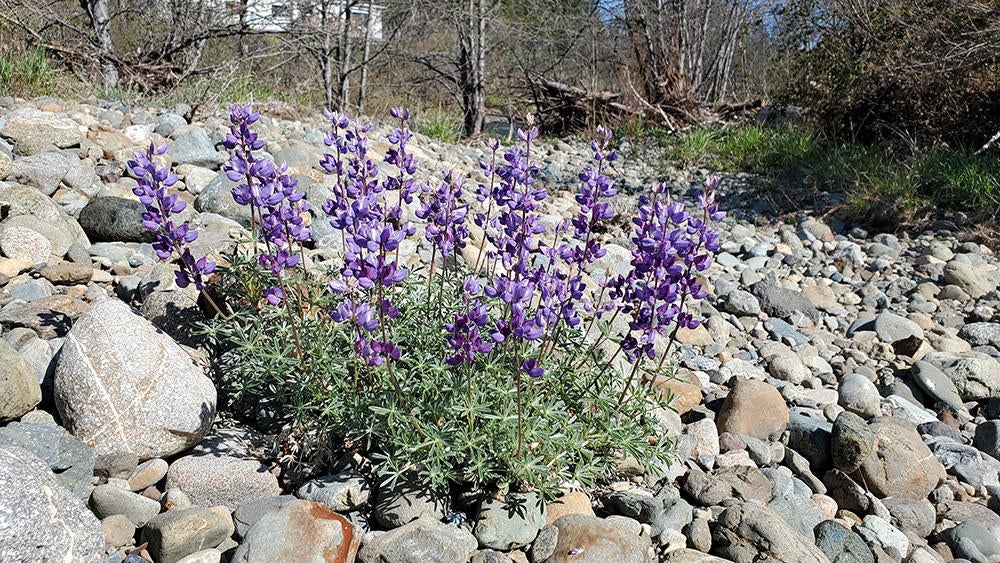 4750 Waldo Road Cave Junction, OR 97523 - Photo 13 of 22 12