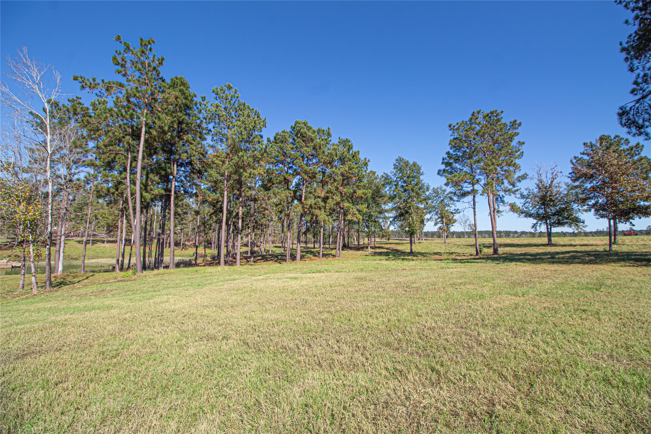 1275 Castlewood Road Livingston, TX 77351 - Photo 17 of 50 a yard with trees in the background