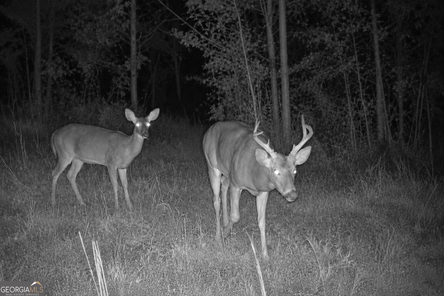 47-acres Cochran Road Madison, GA 30650 - Photo 3 of 22 Gallery Image 3