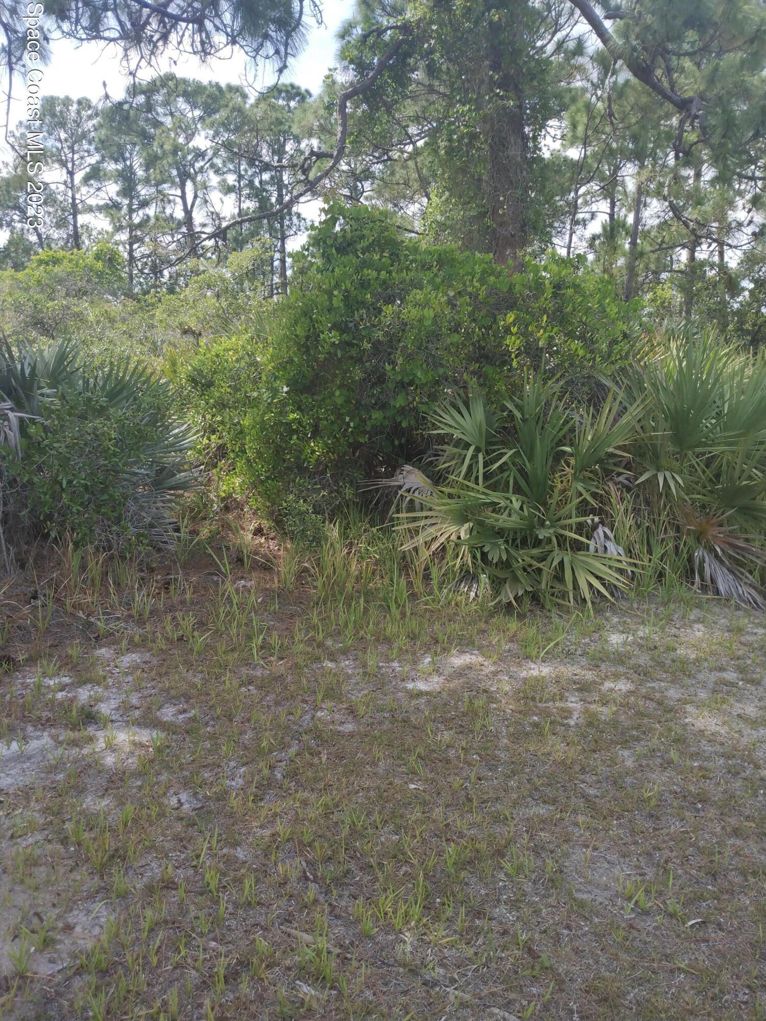 a view of a yard with a tree