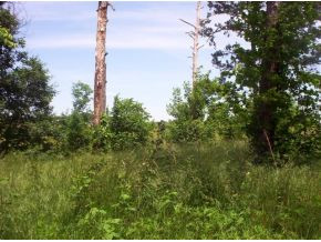 Lot 20 Fish Hook Road, Unit 20 Greeneville, TN 37743 - Photo 1 of 5 Photo 1