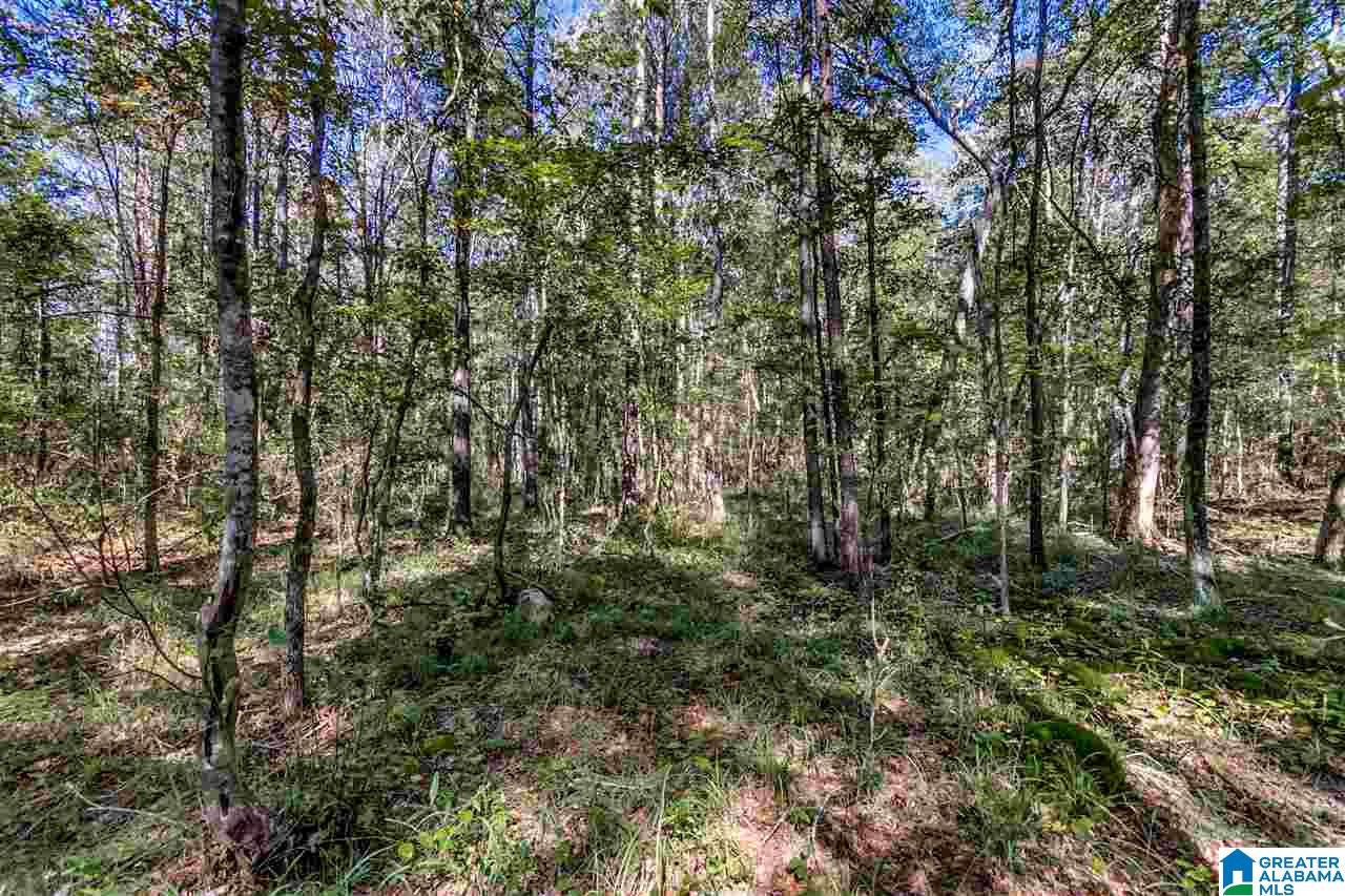 384 Wolf Pond Road, Unit 1 Talladega, AL 35160 - Photo 25 of 26