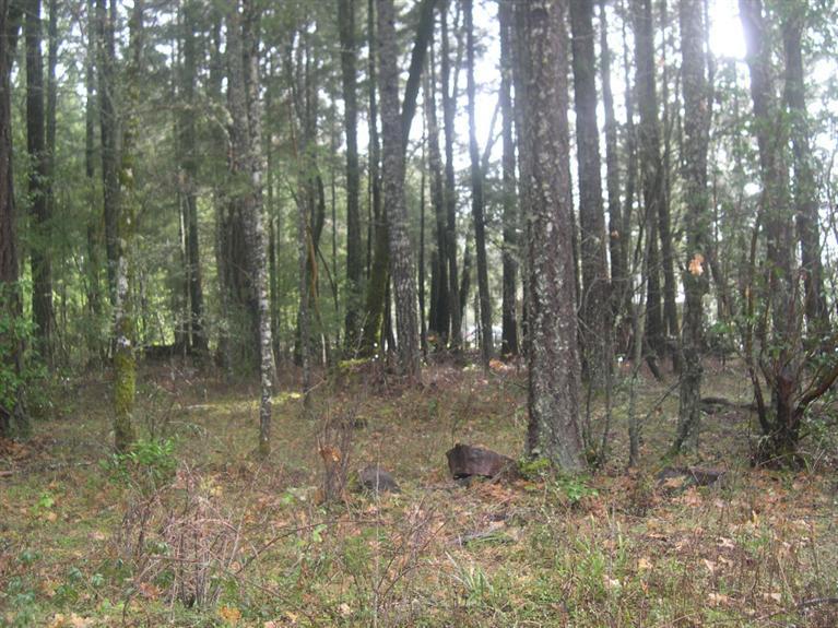 240 Queen Of Bronze Road Cave Junction, OR 97523 - Photo 4 of 20 Additional Photo