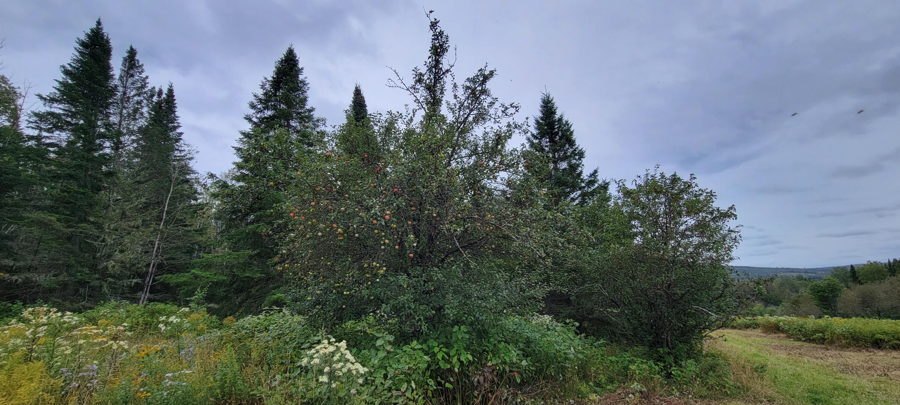 23 Map Road Grand Isle, ME 04746 - Photo 12 of 50 20230910_123858