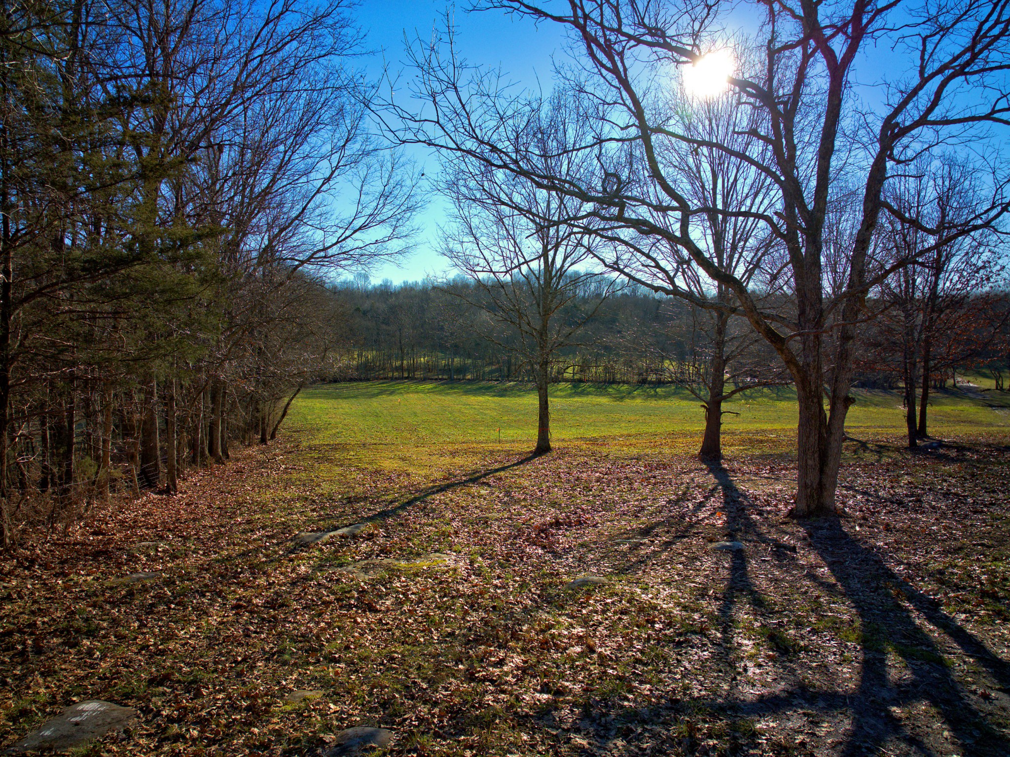 9 Callis Road Lebanon, TN 37090 - Photo 3 of 11 a view of a yard with a tree