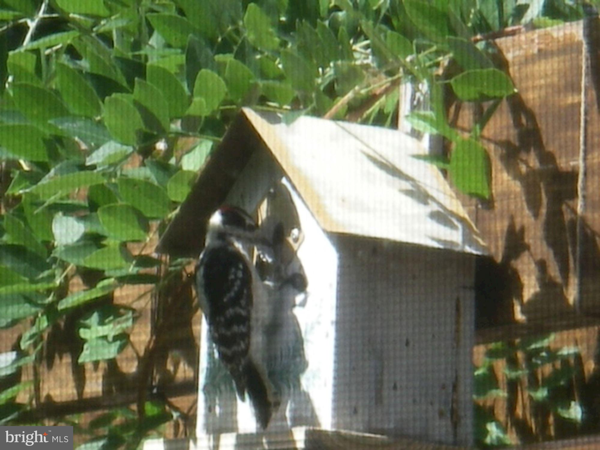 3619 1st Road South Arlington, VA 22204 - Photo 56 of 73 Birdfeeder too