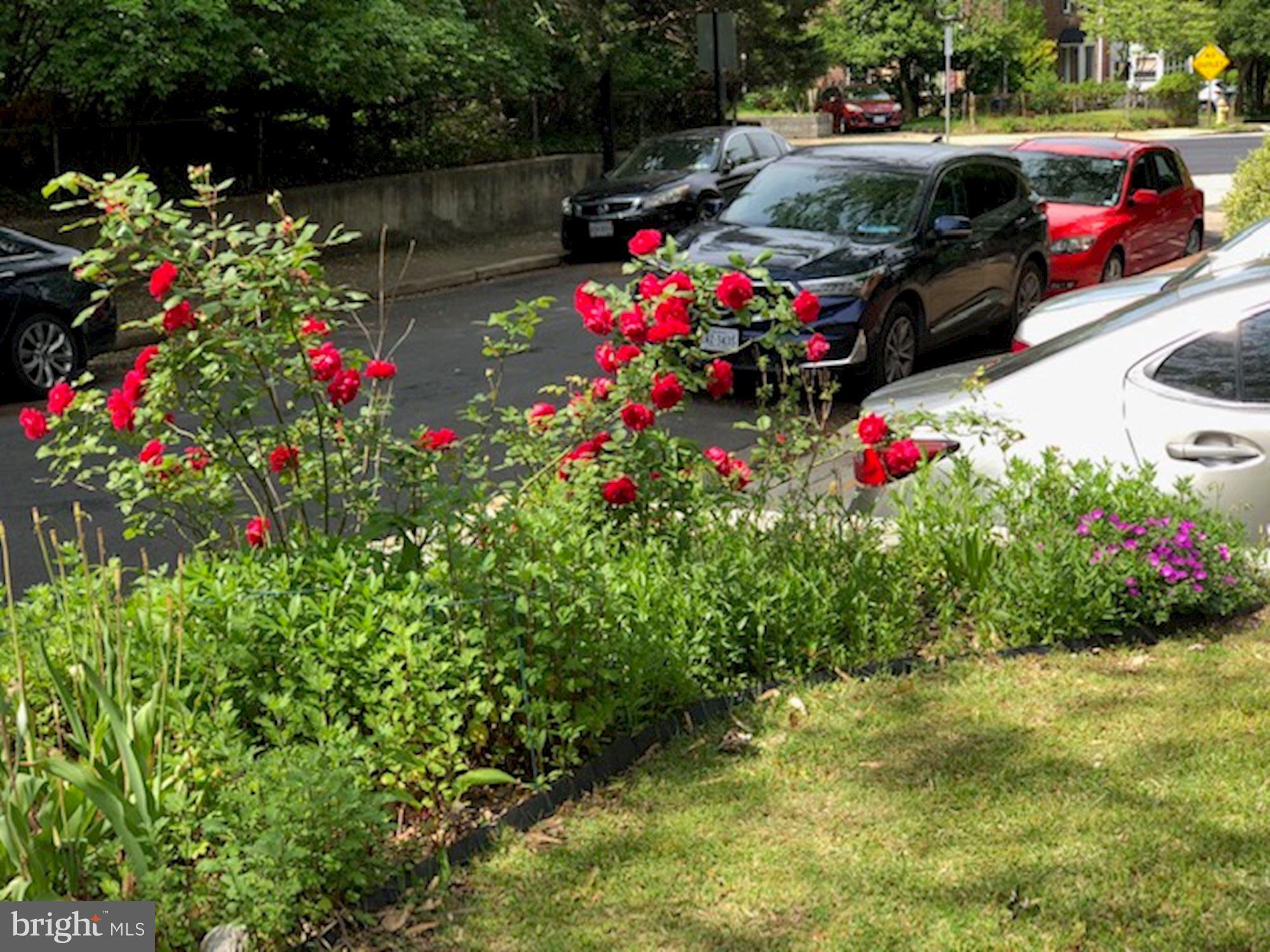 3619 1st Road South Arlington, VA 22204 - Photo 58 of 73 surrounded by gorgeous flowers