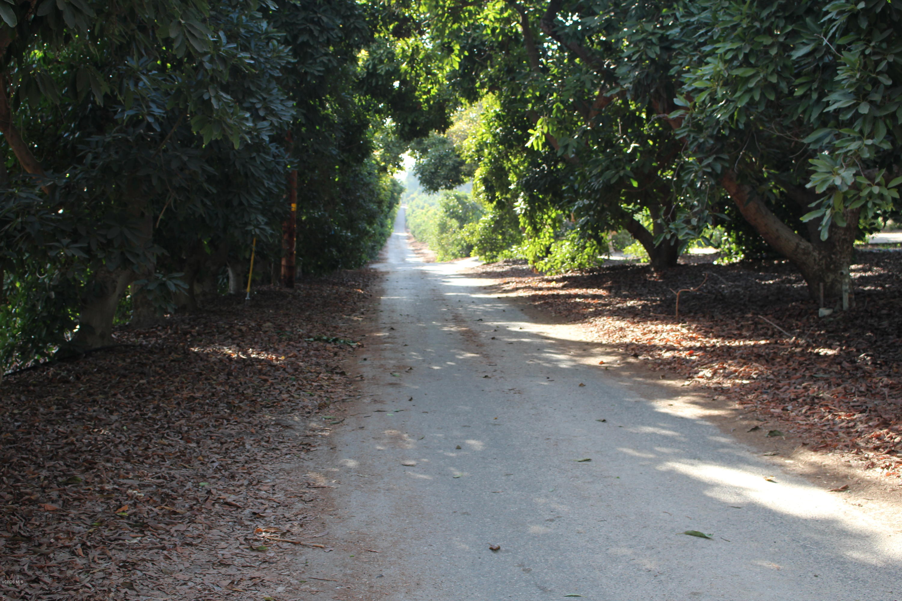 3011 Gerry Road Camarillo, CA 93012 - Photo 2 of 39 a view of a forest with trees in the background