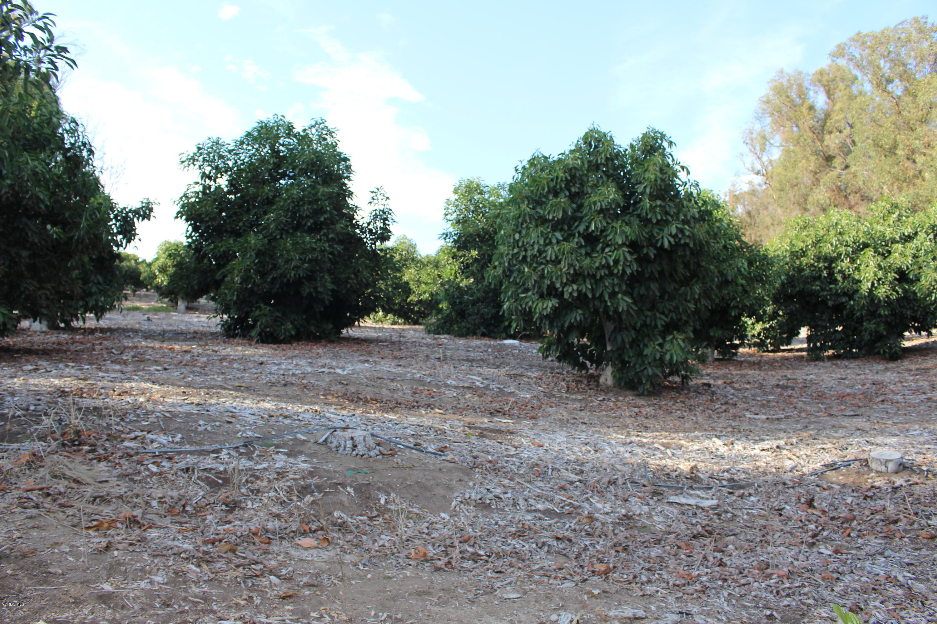 3011 Gerry Road Camarillo, CA 93012 - Photo 11 of 39 a view of an outdoor space with trees