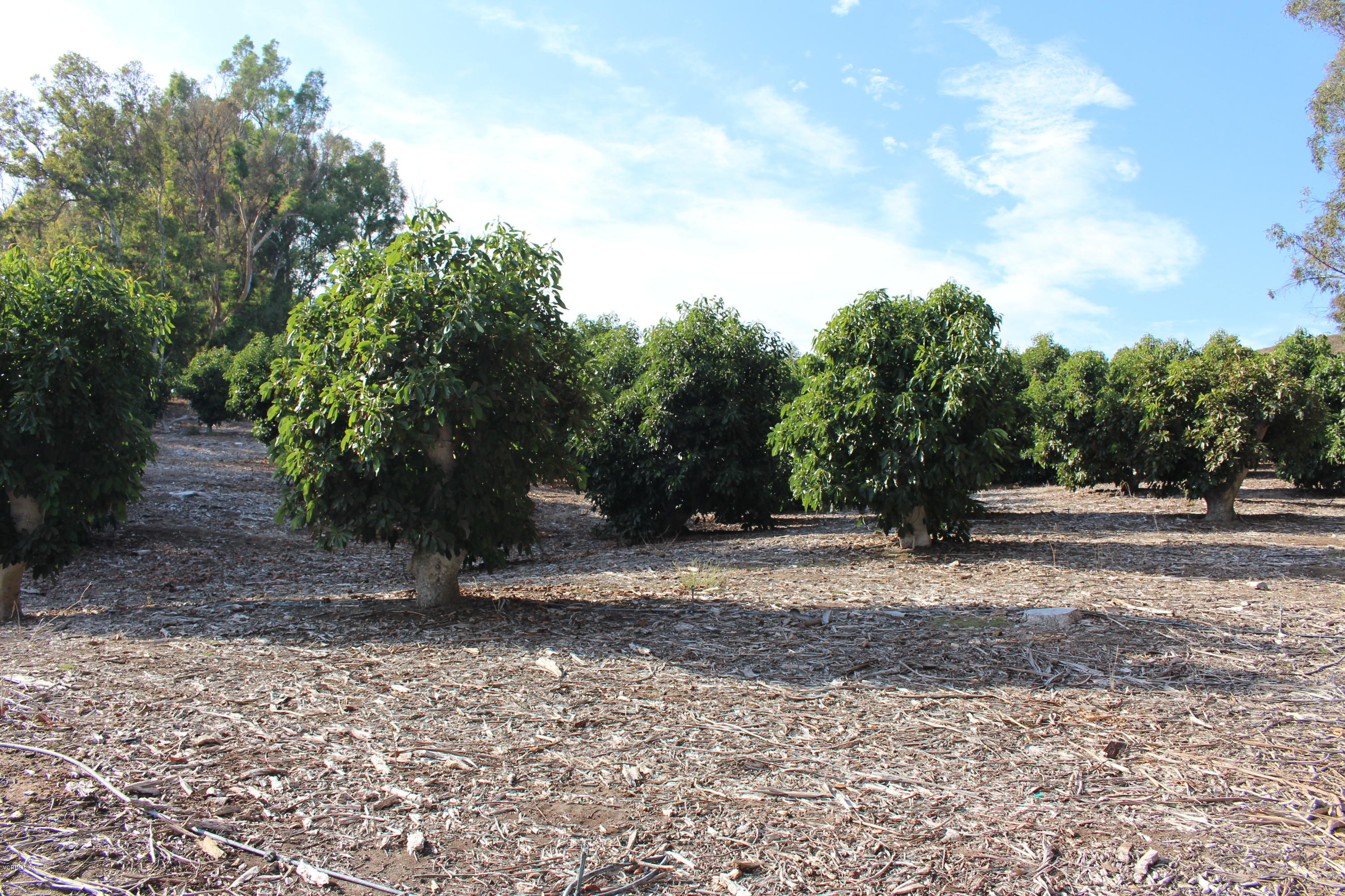 3011 Gerry Road Camarillo, CA 93012 - Photo 12 of 39 a view of a yard with a tree