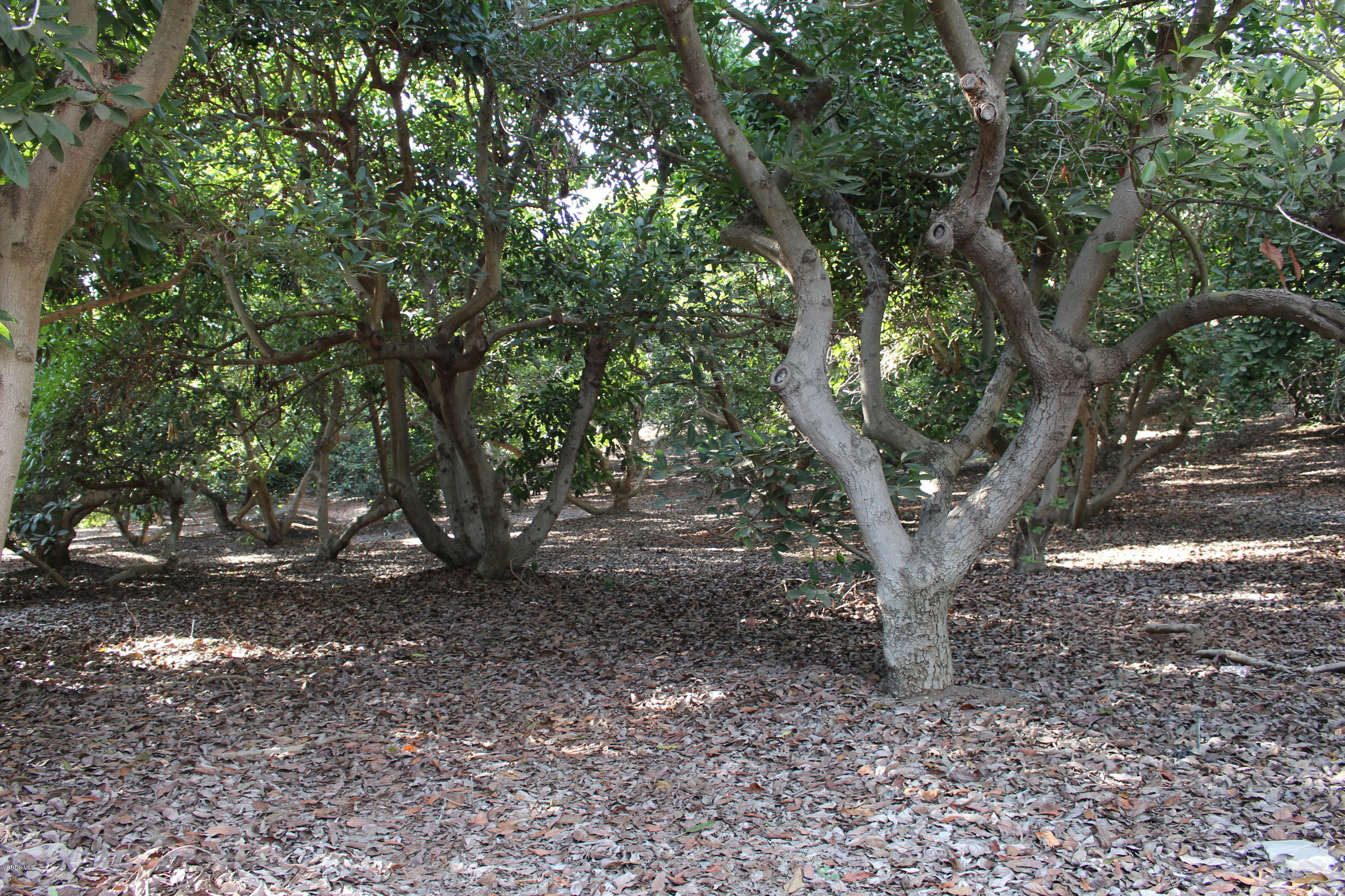 3011 Gerry Road Camarillo, CA 93012 - Photo 14 of 39 a view of a tree in the forest