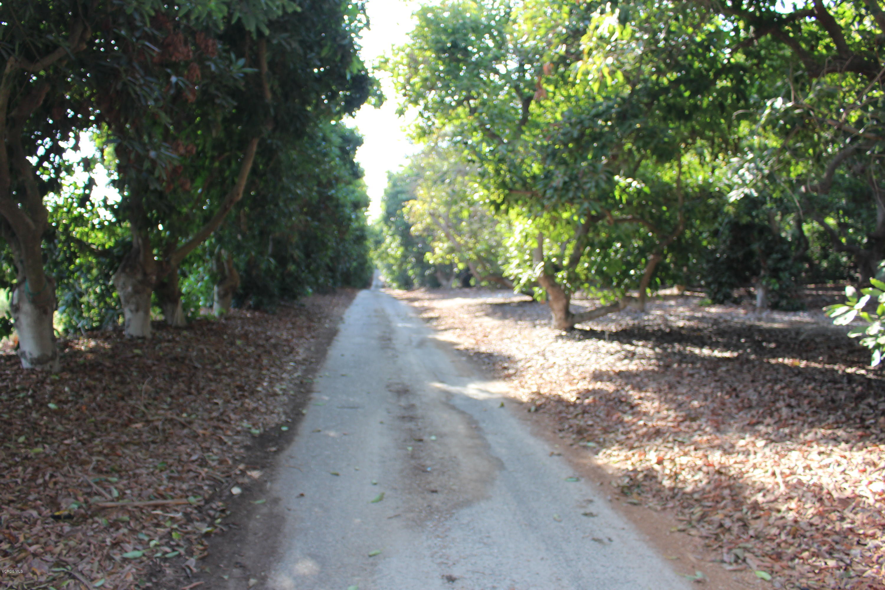 3011 Gerry Road Camarillo, CA 93012 - Photo 17 of 39 a view of a dirt road with trees in the background