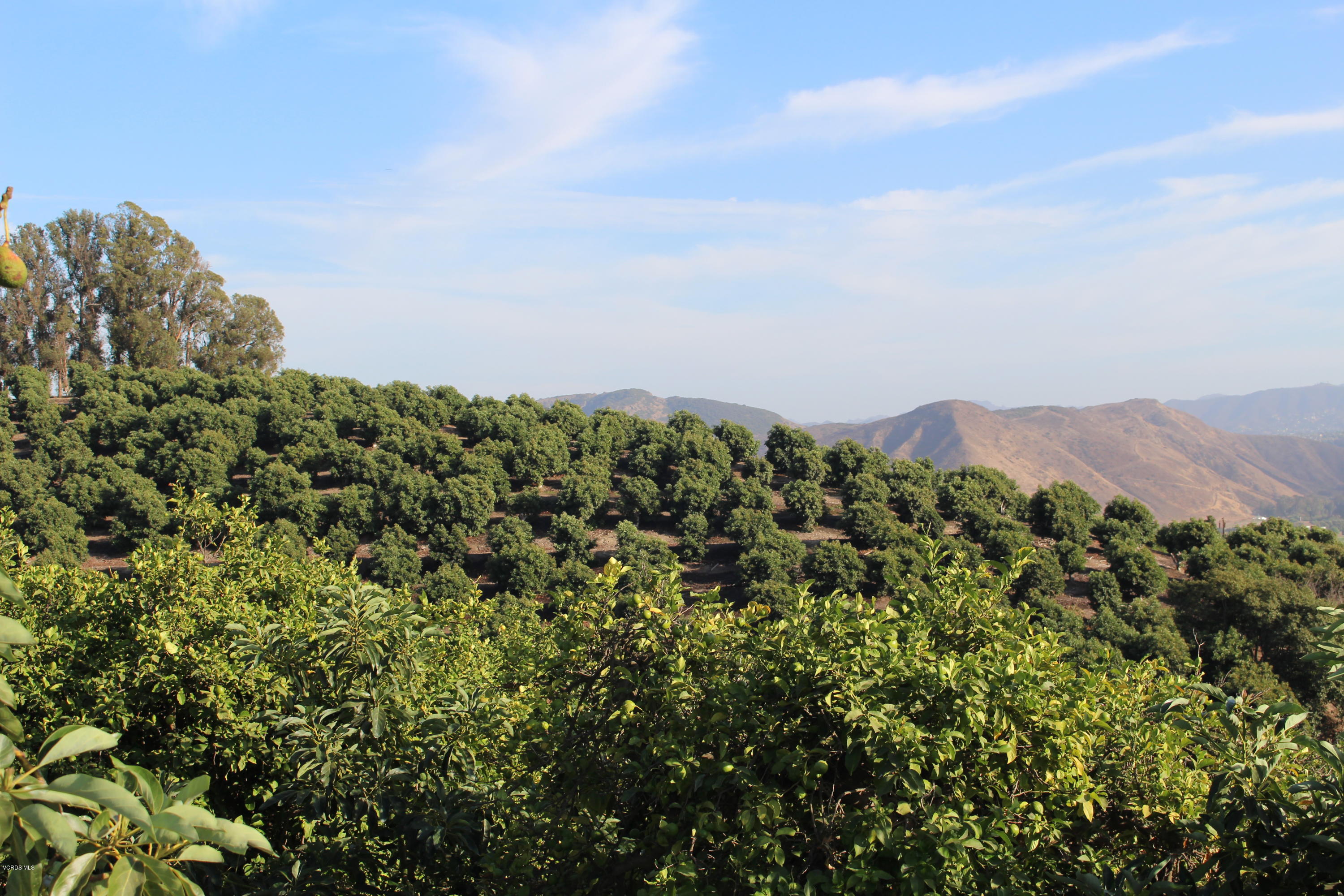 3011 Gerry Road Camarillo, CA 93012 - Photo 21 of 39 a view of a bunch of trees