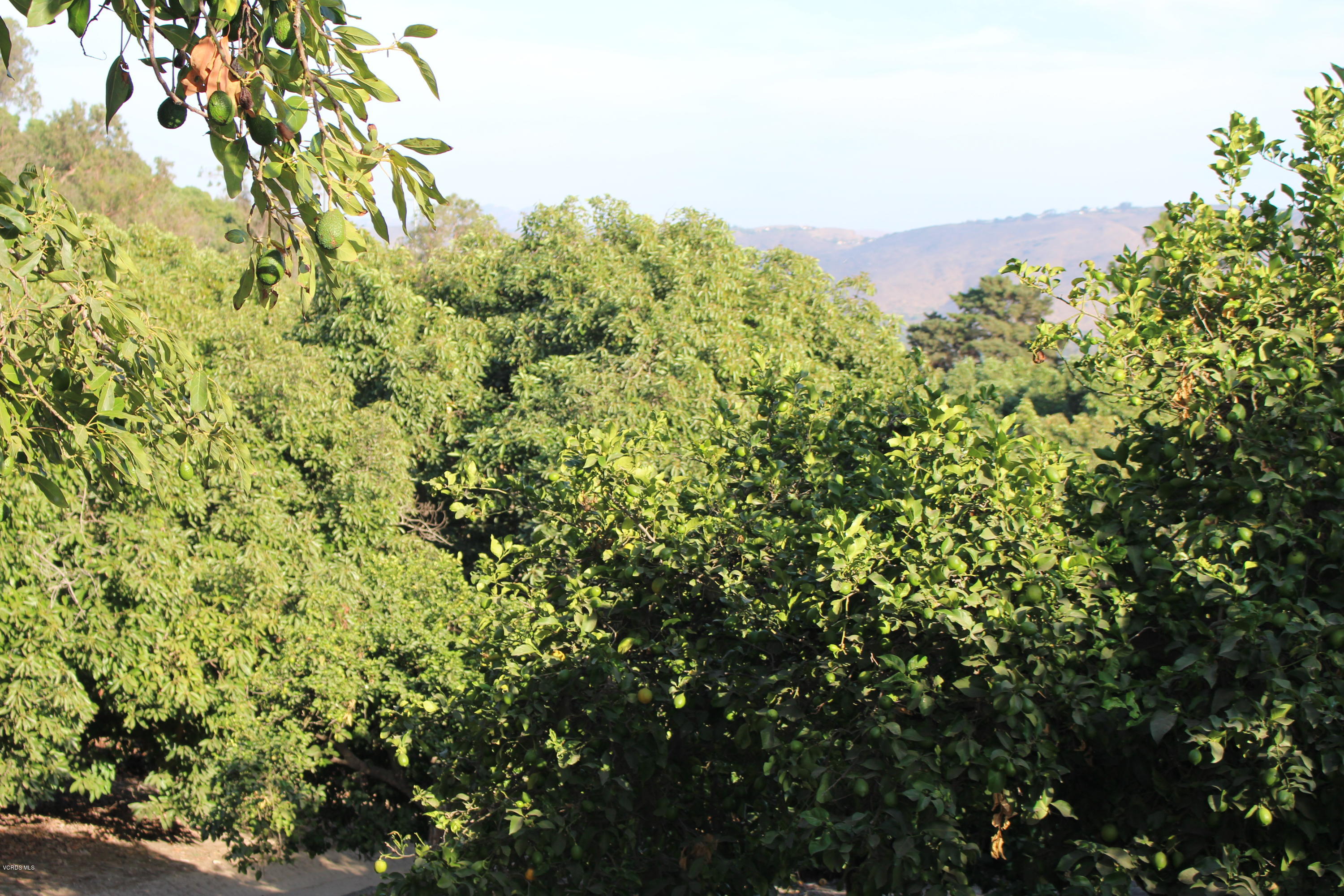 3011 Gerry Road Camarillo, CA 93012 - Photo 22 of 39 a view of a large yard with a tree