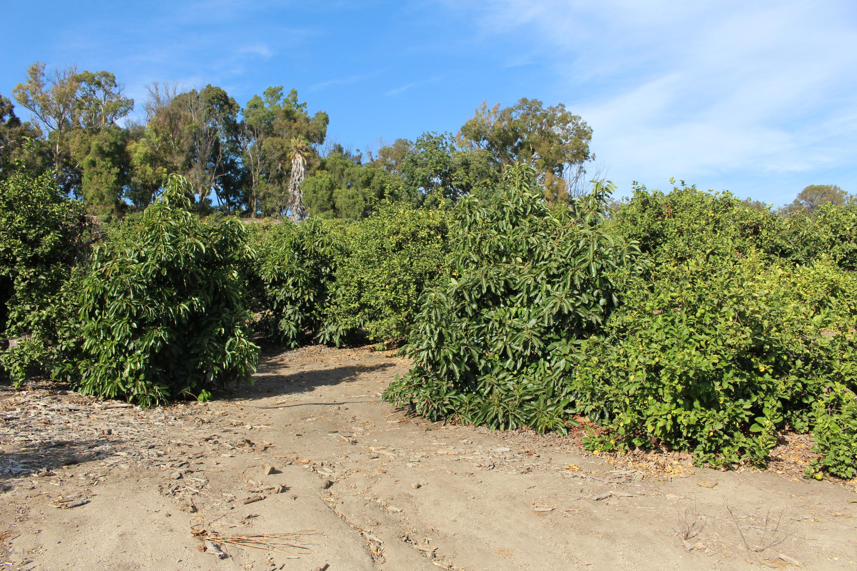 3011 Gerry Road Camarillo, CA 93012 - Photo 24 of 39 a view of a dry yard with trees