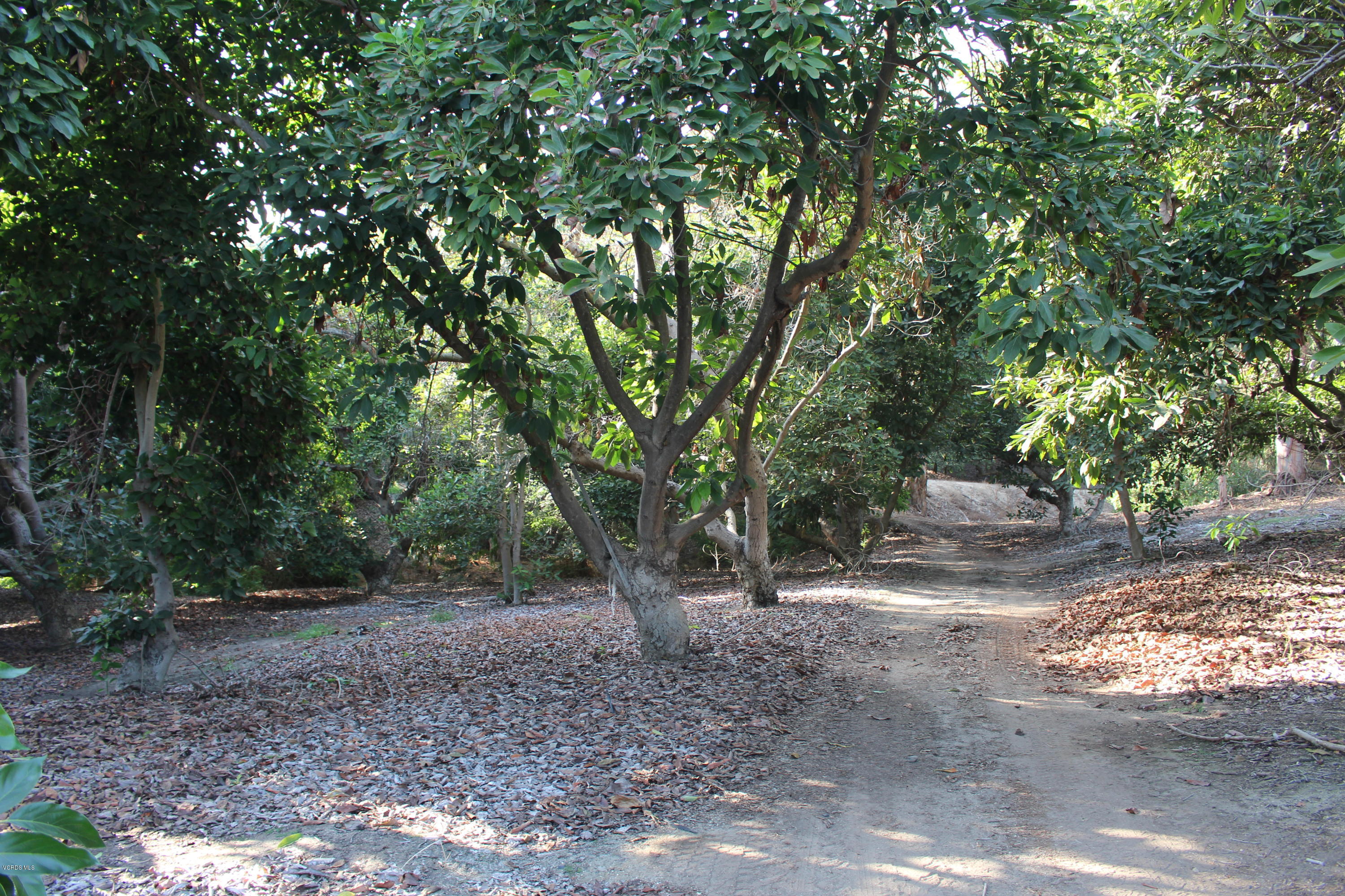 3011 Gerry Road Camarillo, CA 93012 - Photo 26 of 39 a view of a forest with trees in the background