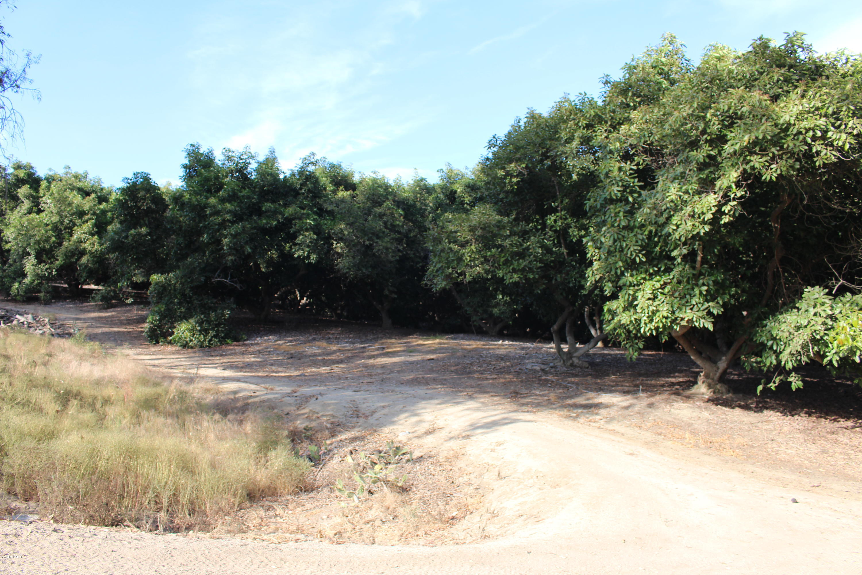 3011 Gerry Road Camarillo, CA 93012 - Photo 28 of 39 a view of a yard with plants and trees