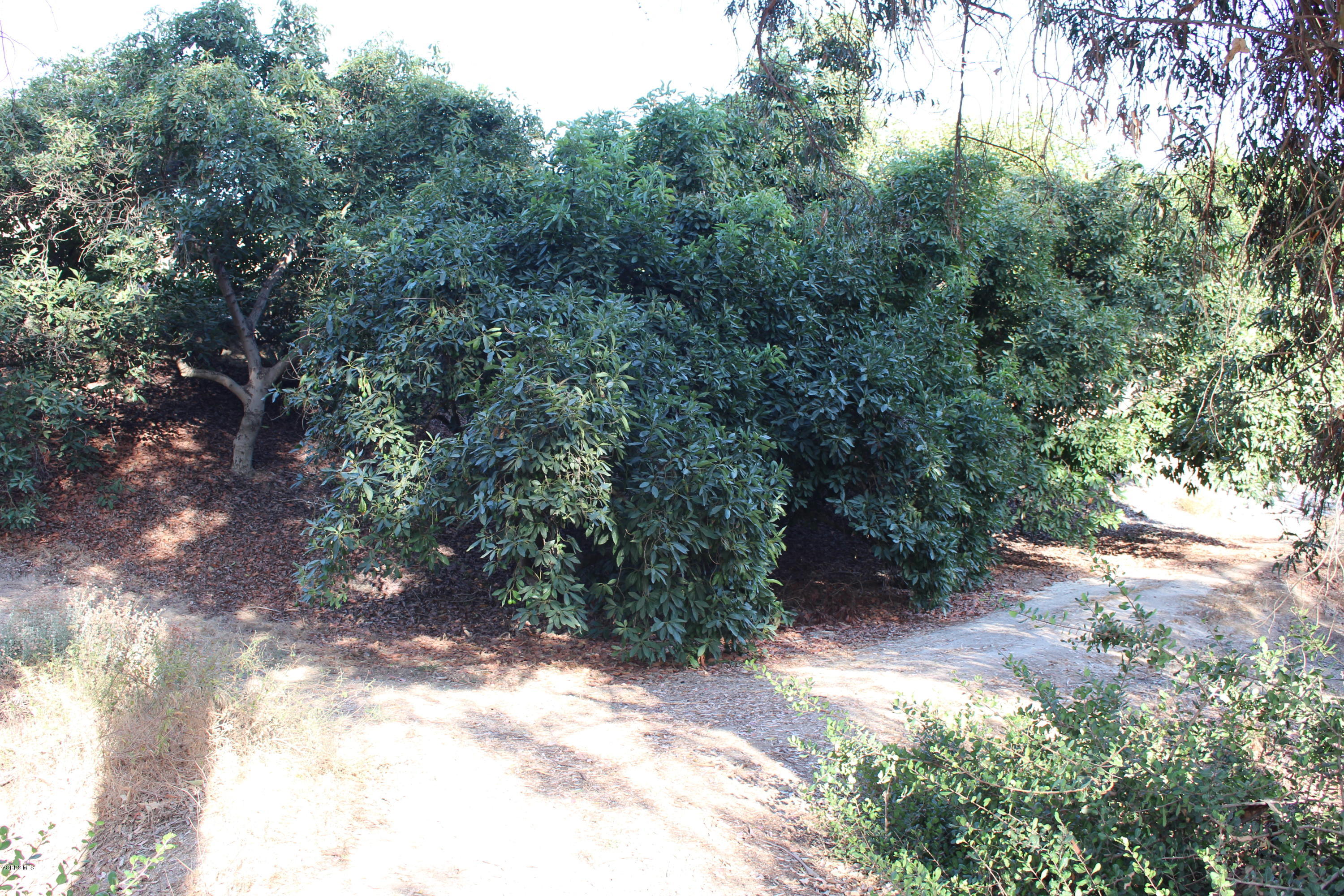 3011 Gerry Road Camarillo, CA 93012 - Photo 32 of 39 a view of a forest with trees in the background
