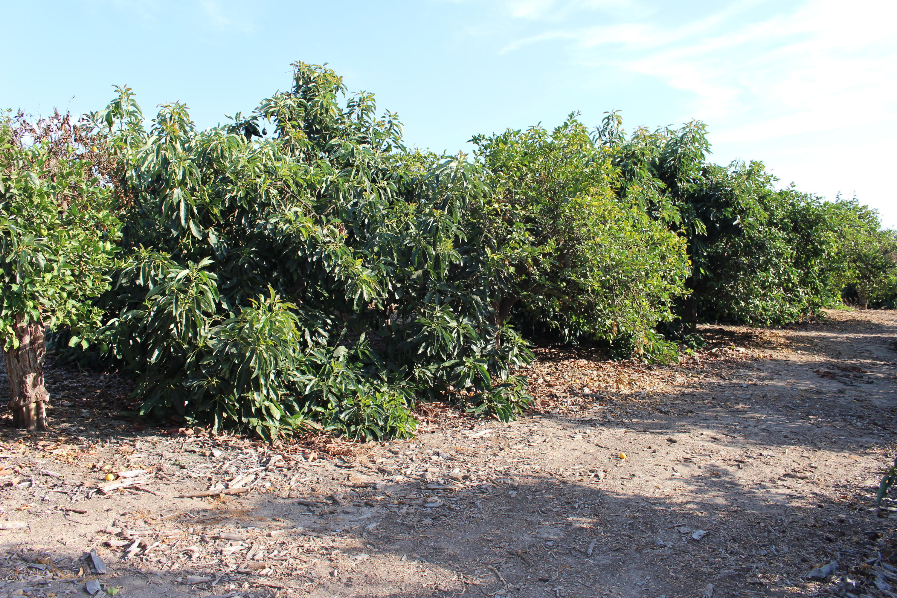 3011 Gerry Road Camarillo, CA 93012 - Photo 33 of 39 a view of a yard with plants and trees
