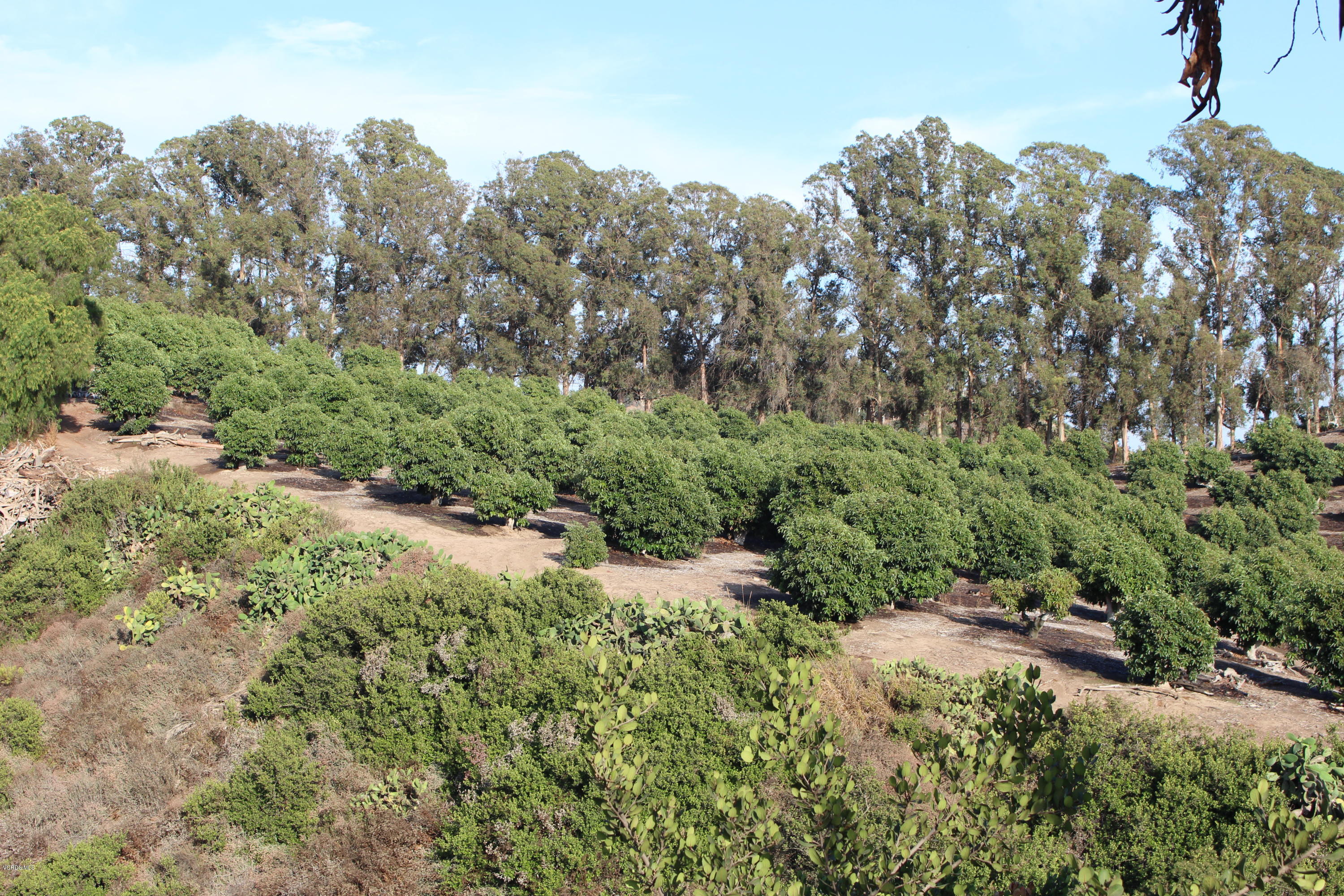 3011 Gerry Road Camarillo, CA 93012 - Photo 34 of 39 a view of a forest with a tree