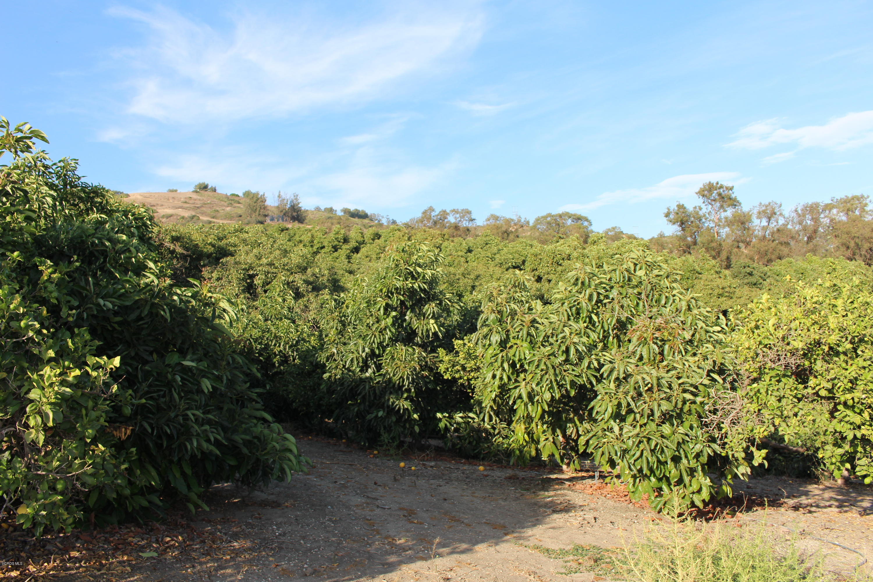 3011 Gerry Road Camarillo, CA 93012 - Photo 35 of 39 a view of a bunch of trees