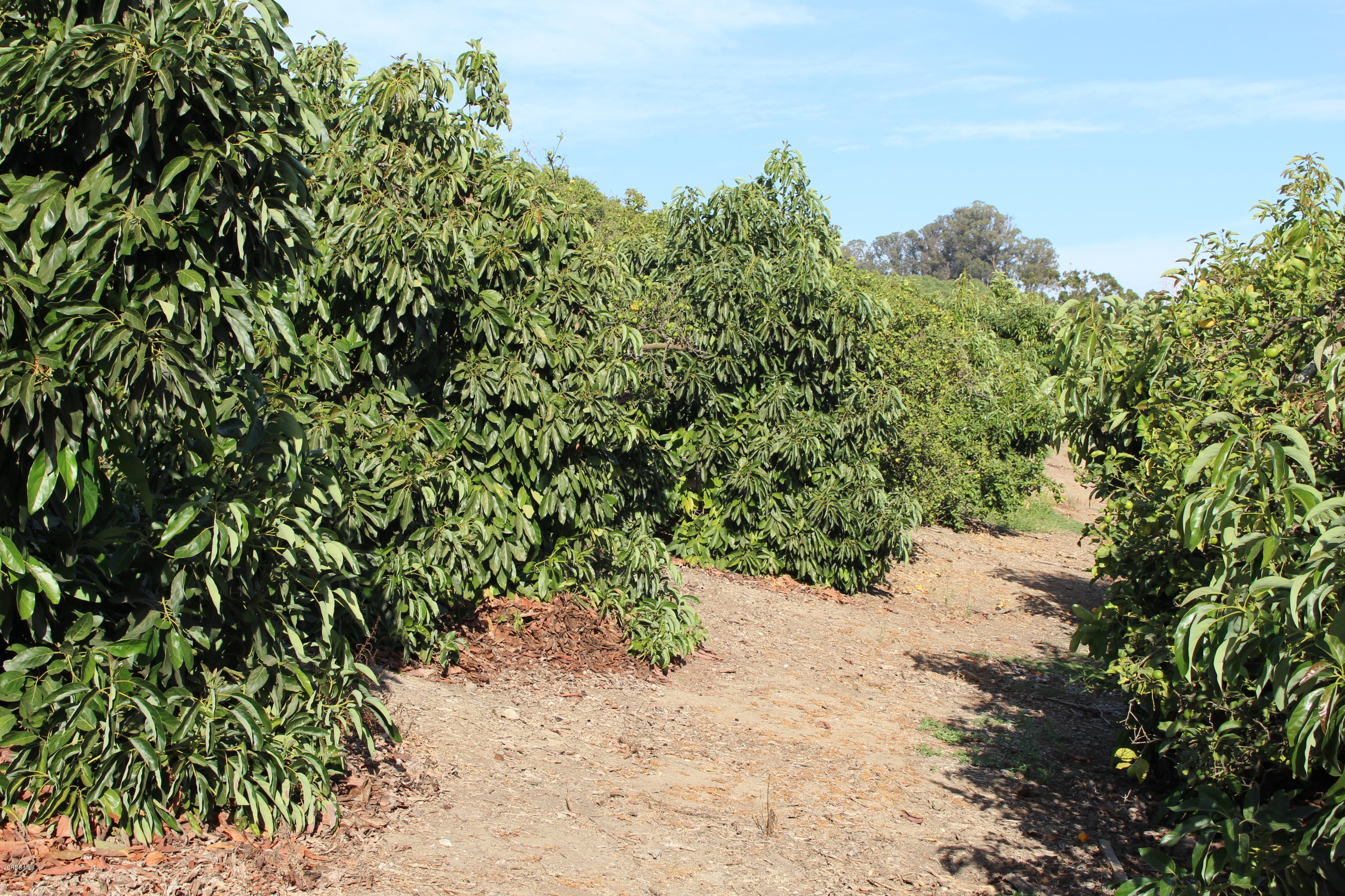 3011 Gerry Road Camarillo, CA 93012 - Photo 5 of 39 a view of a forest with a tree