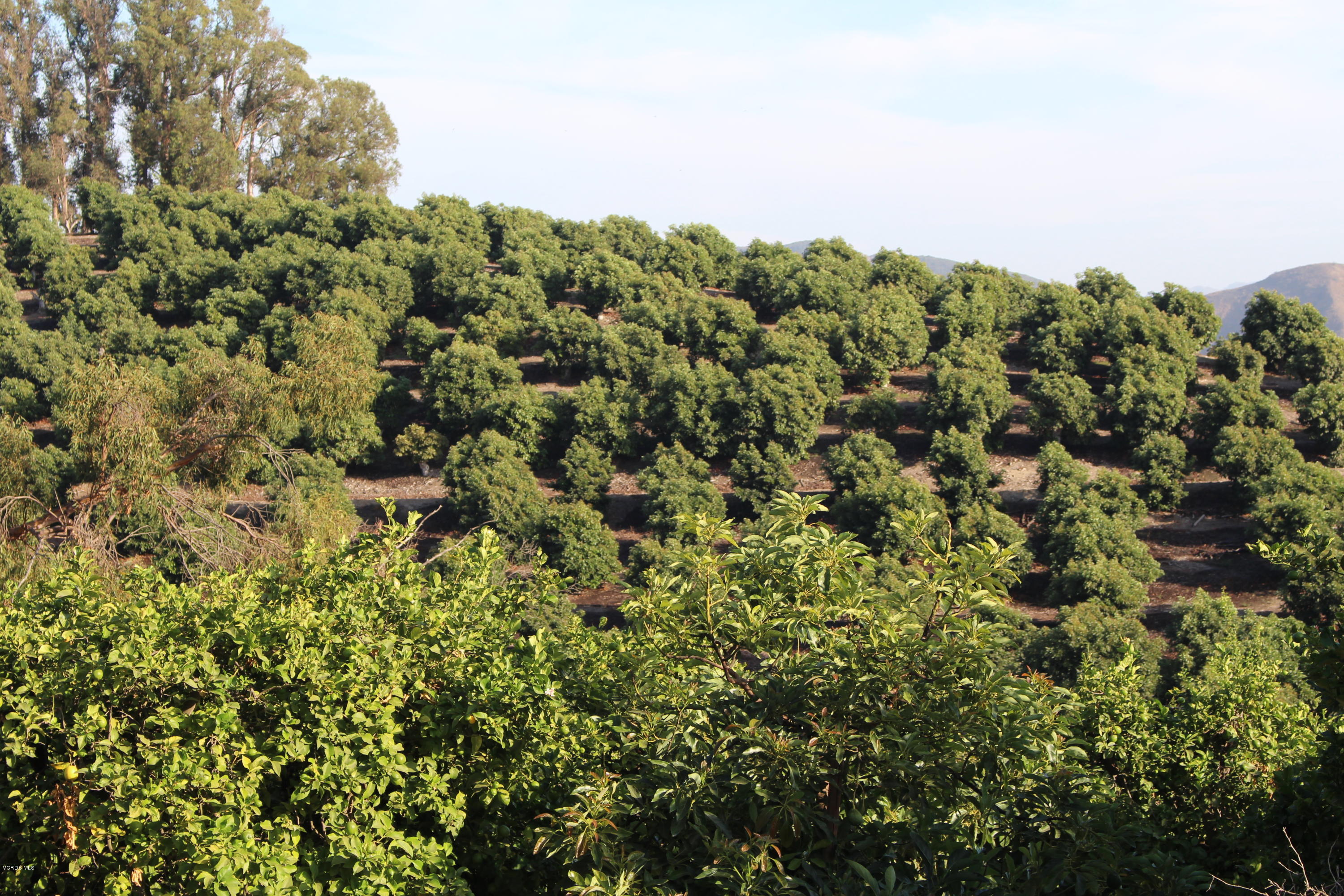 3011 Gerry Road Camarillo, CA 93012 - Photo 7 of 39 a view of a house with a lush green forest
