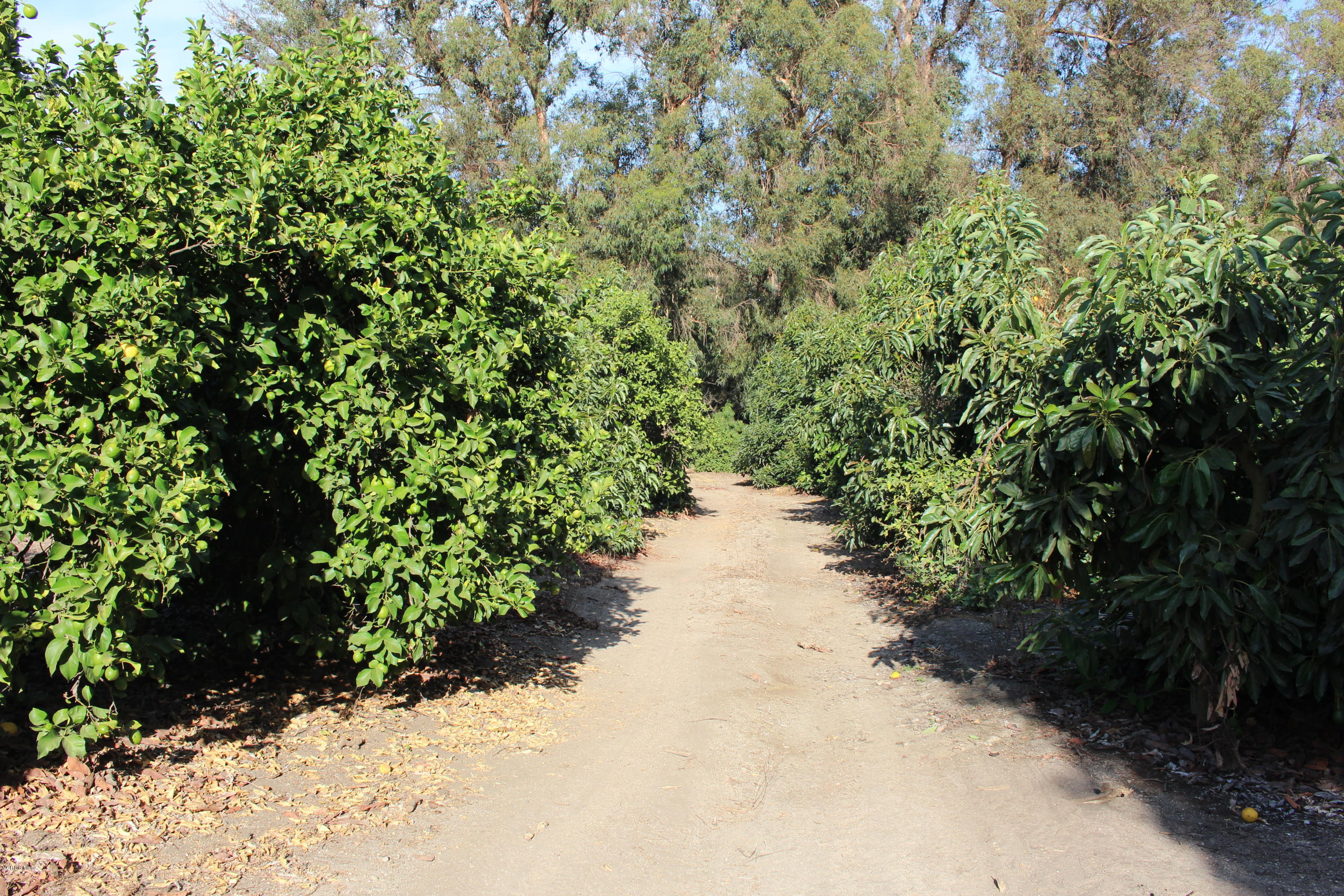 3011 Gerry Road Camarillo, CA 93012 - Photo 8 of 39 a view of a pathway with a yard