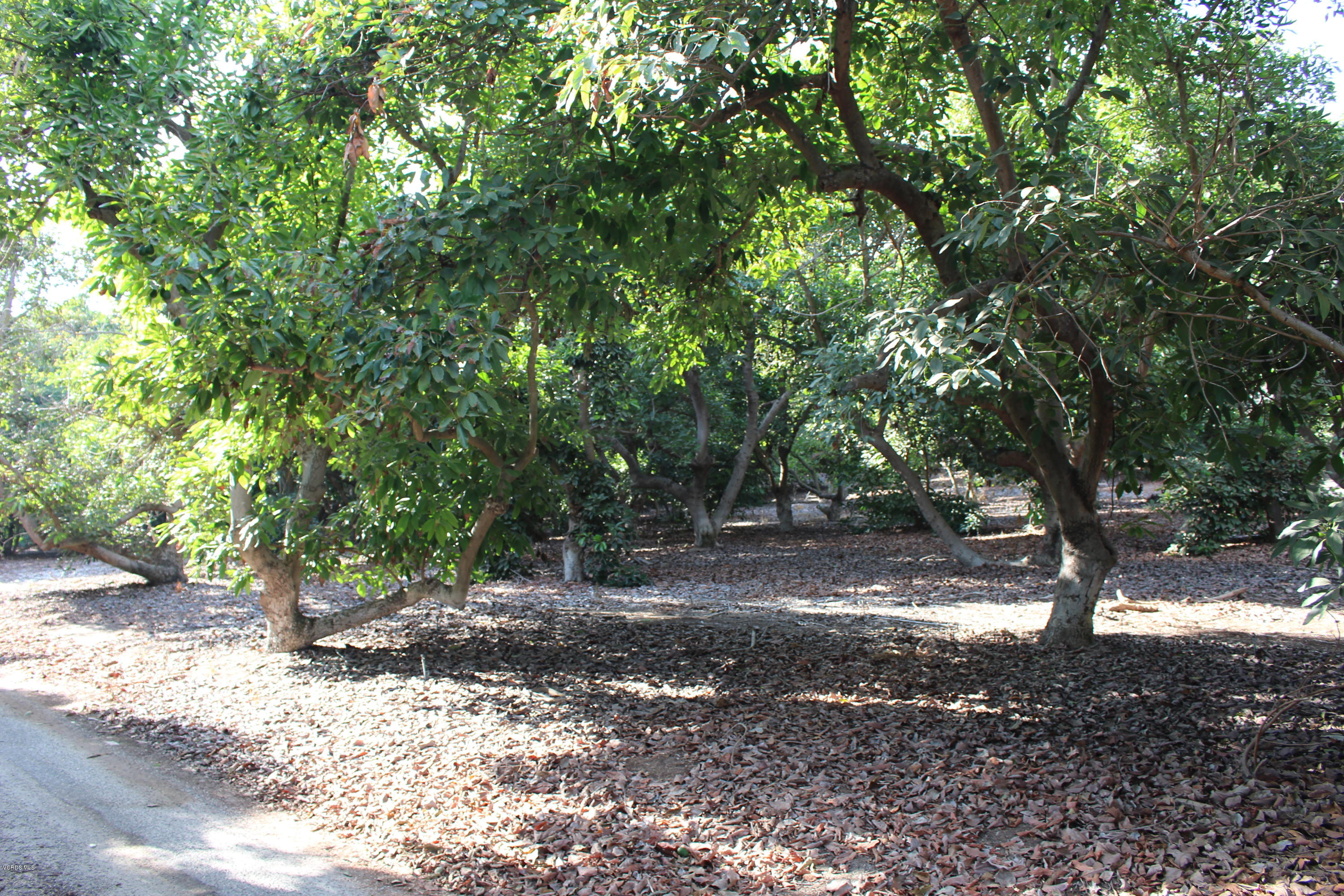 3011 Gerry Road Camarillo, CA 93012 - Photo 9 of 39 a view of a tree in the middle of a yard