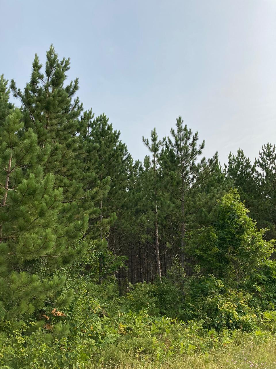 On Lee Road Tomahawk, WI 54487 - Photo 1 of 1 Gallery Image 1