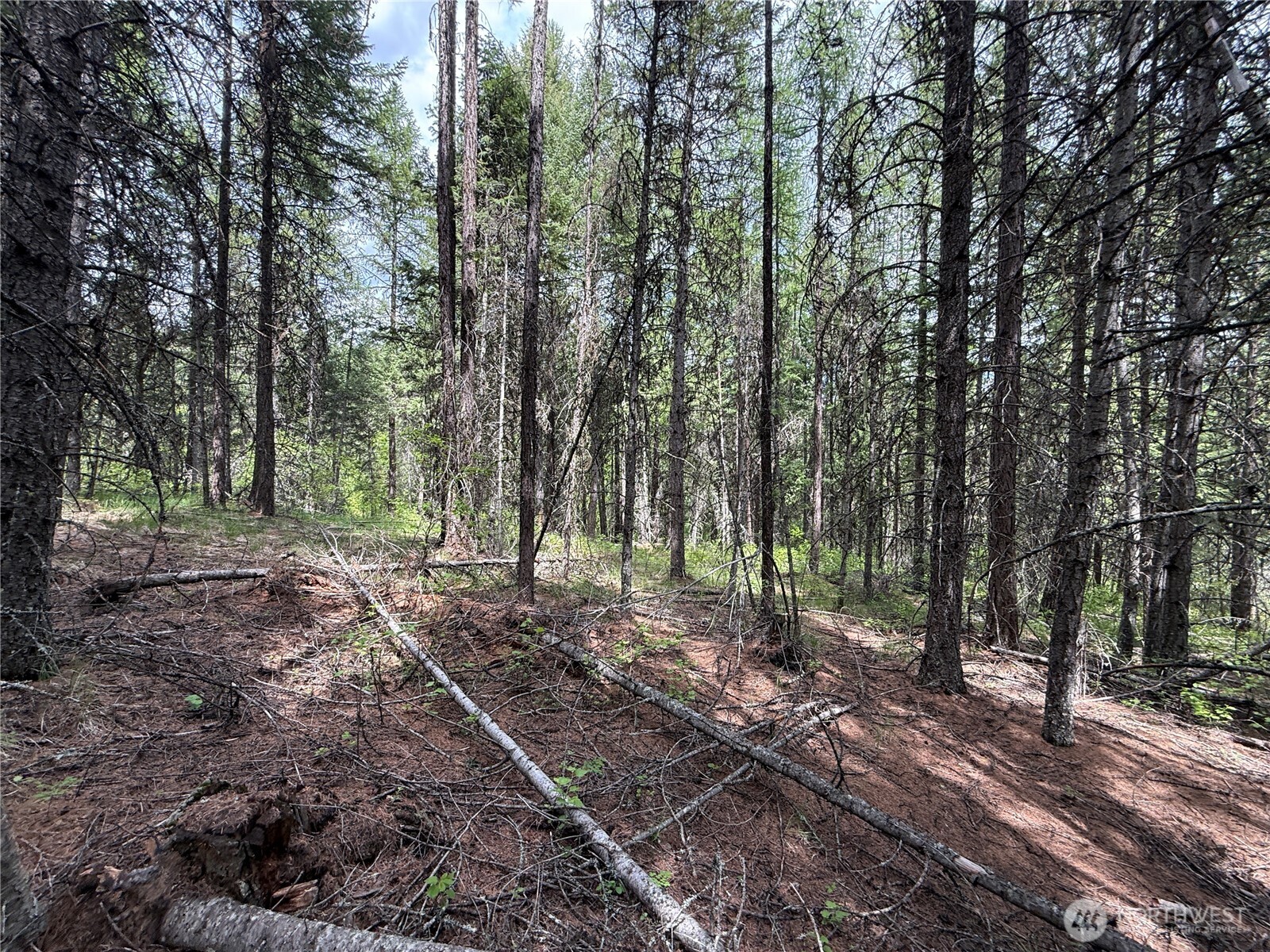 0 Knob Hl Road East Republic, WA 99166 - Photo 20 of 31 a view of a forest with trees