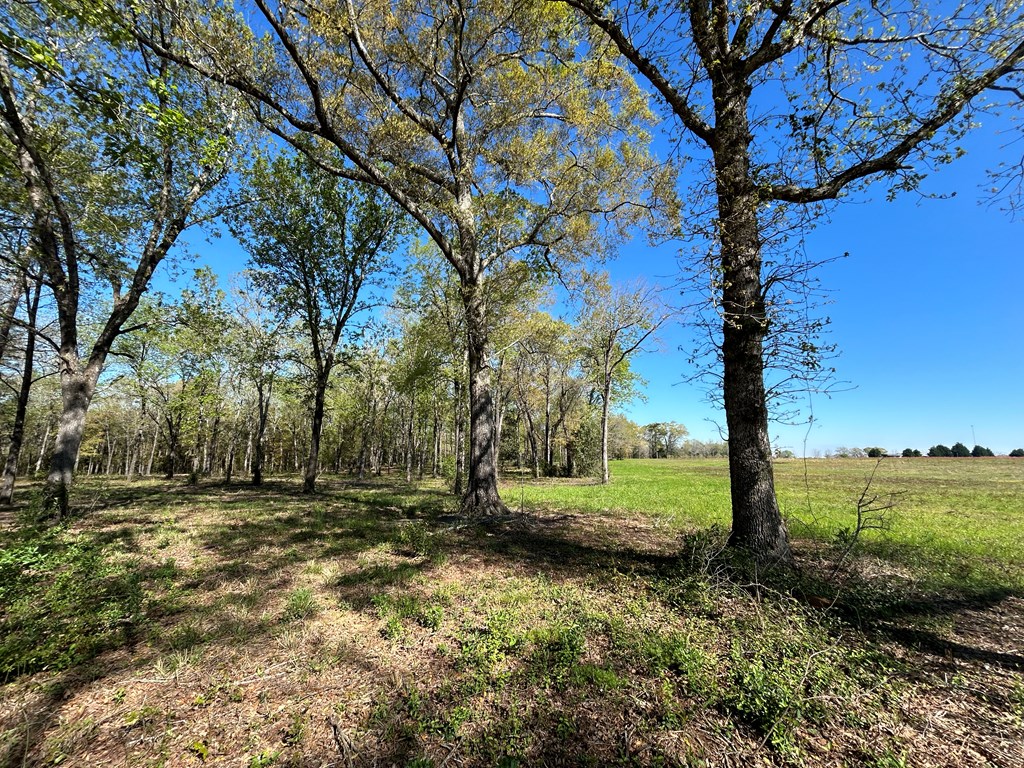 16.14-ac Lees Bridge Road Midland City, AL 36350 - Photo 22 of 28