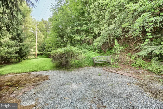 a view of a lush green forest