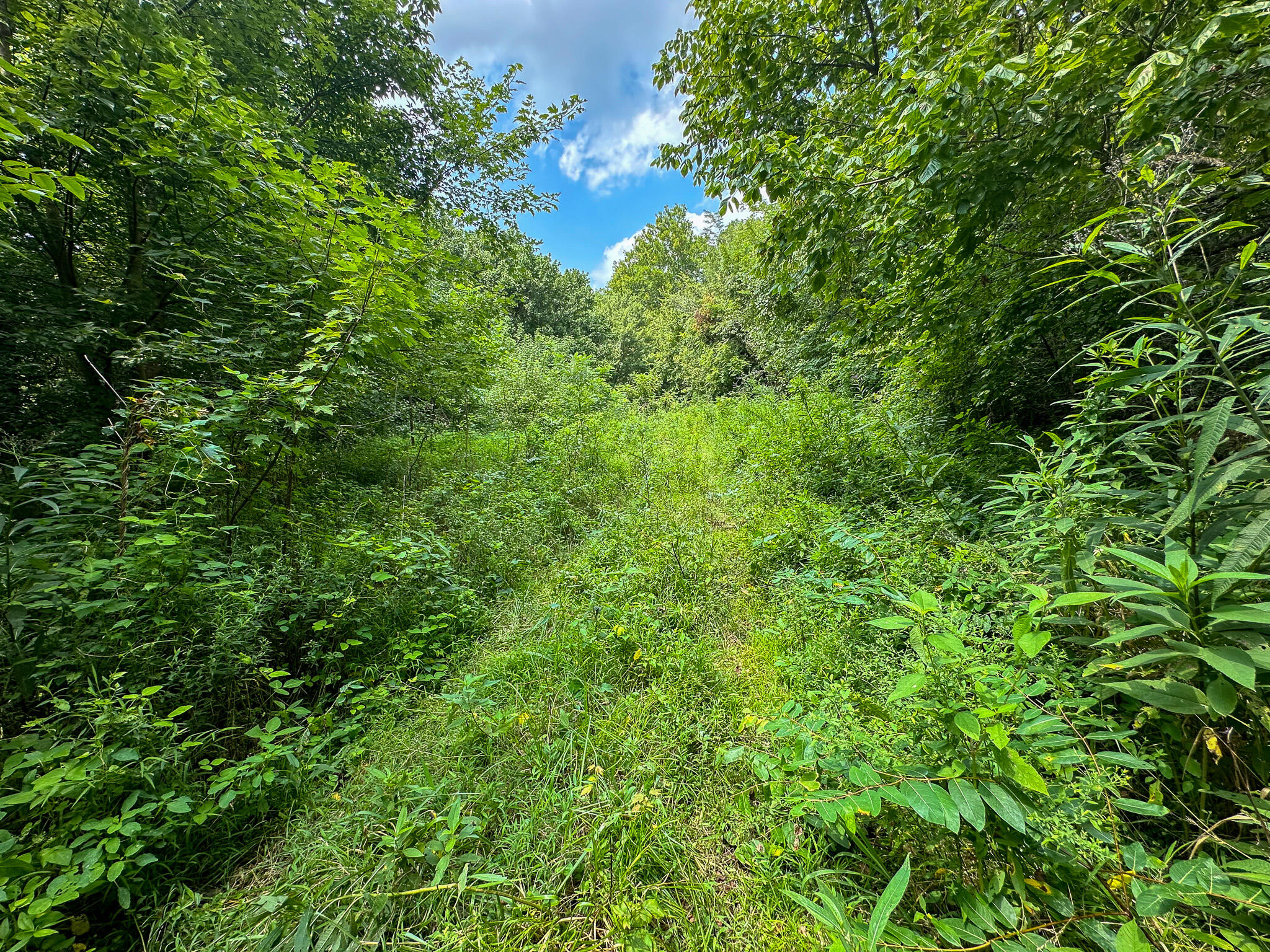 0 Abners Mill Road Ewing, KY 41039 - Photo 51 of 122 IMG_4292