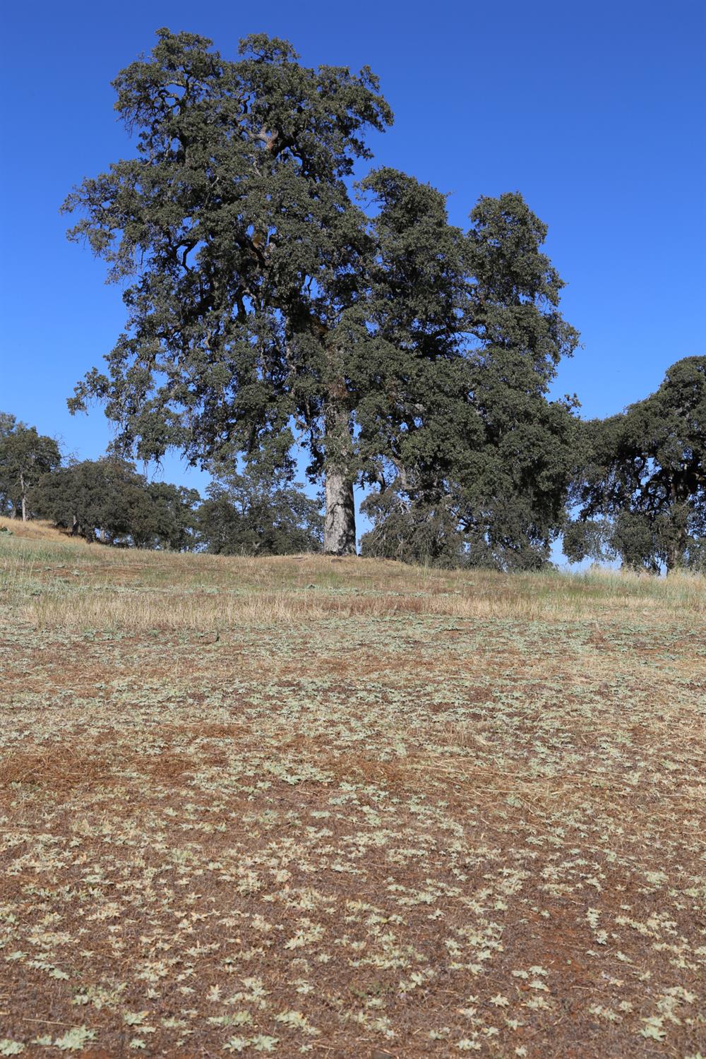 3791 Luneman Road Placerville, CA 95667 - Photo 63 of 66