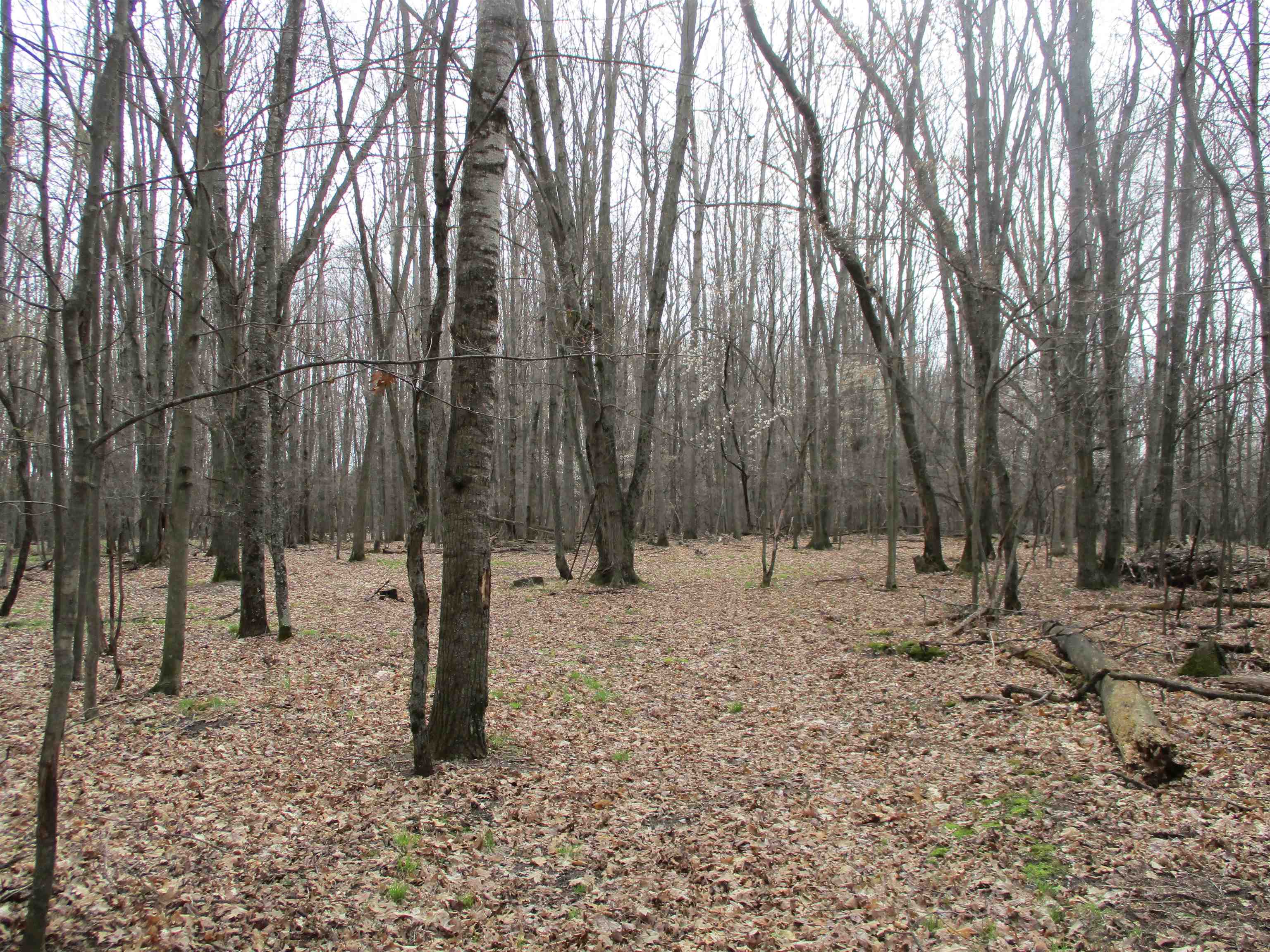 0 Peterson Road Prescott, MI 48756 - Photo 11 of 17