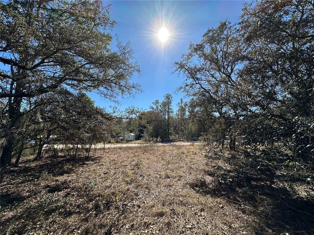 14731 Southeast 5th Place Williston, FL 32696 - Photo 2 of 11 a view of dirt yard with a tree